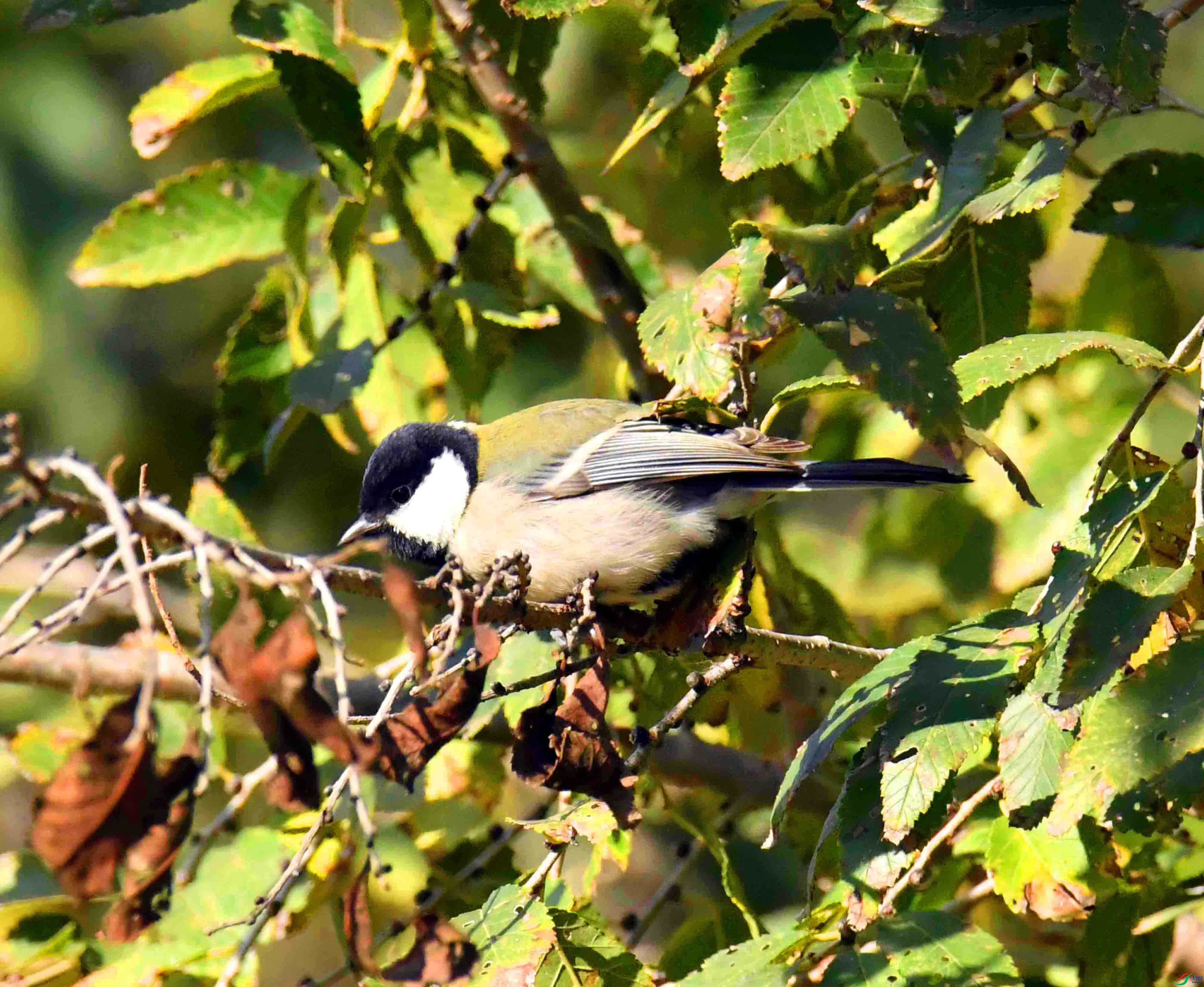 DSC_8074.JPG