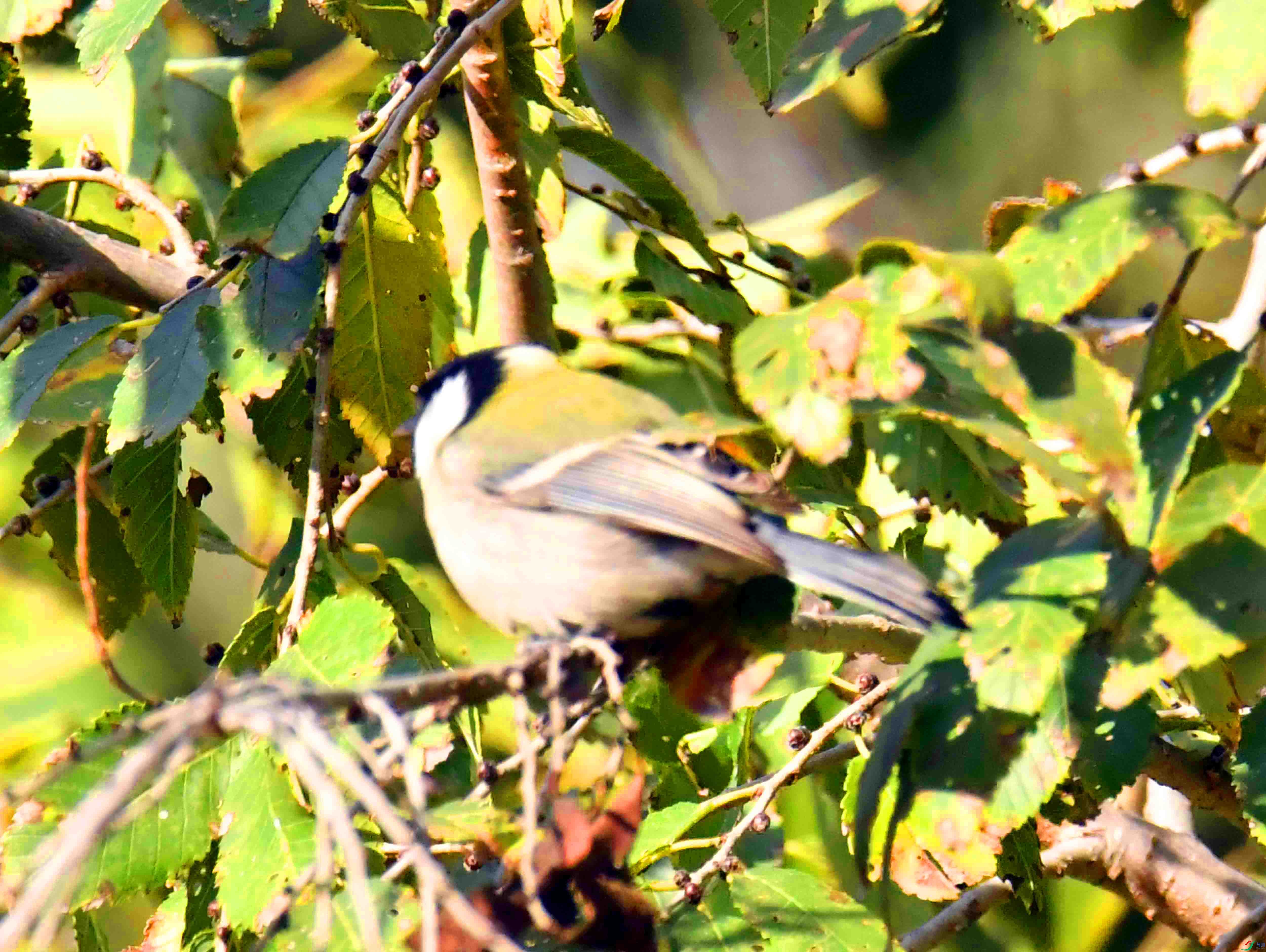 DSC_8078.JPG