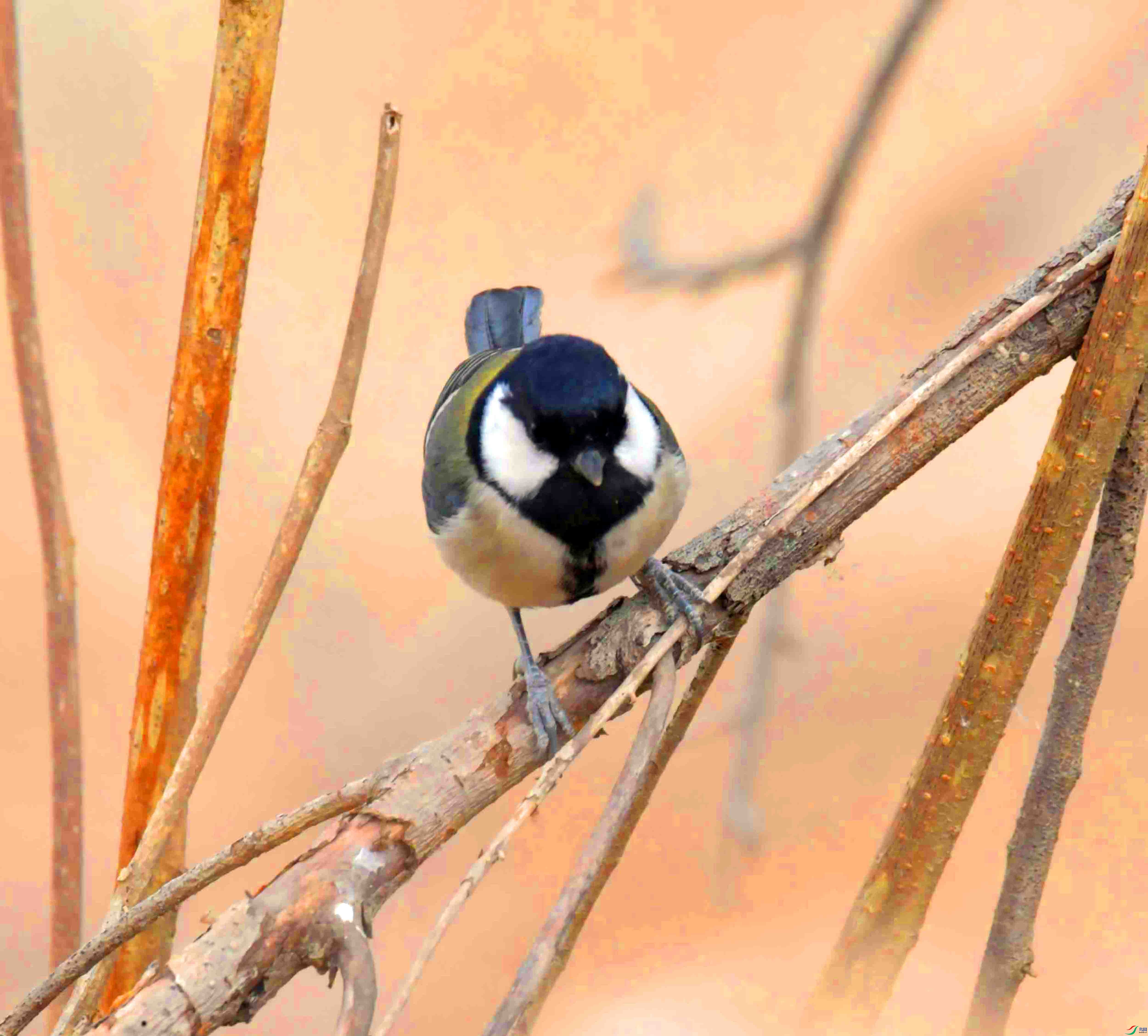 DSC_9063.JPG