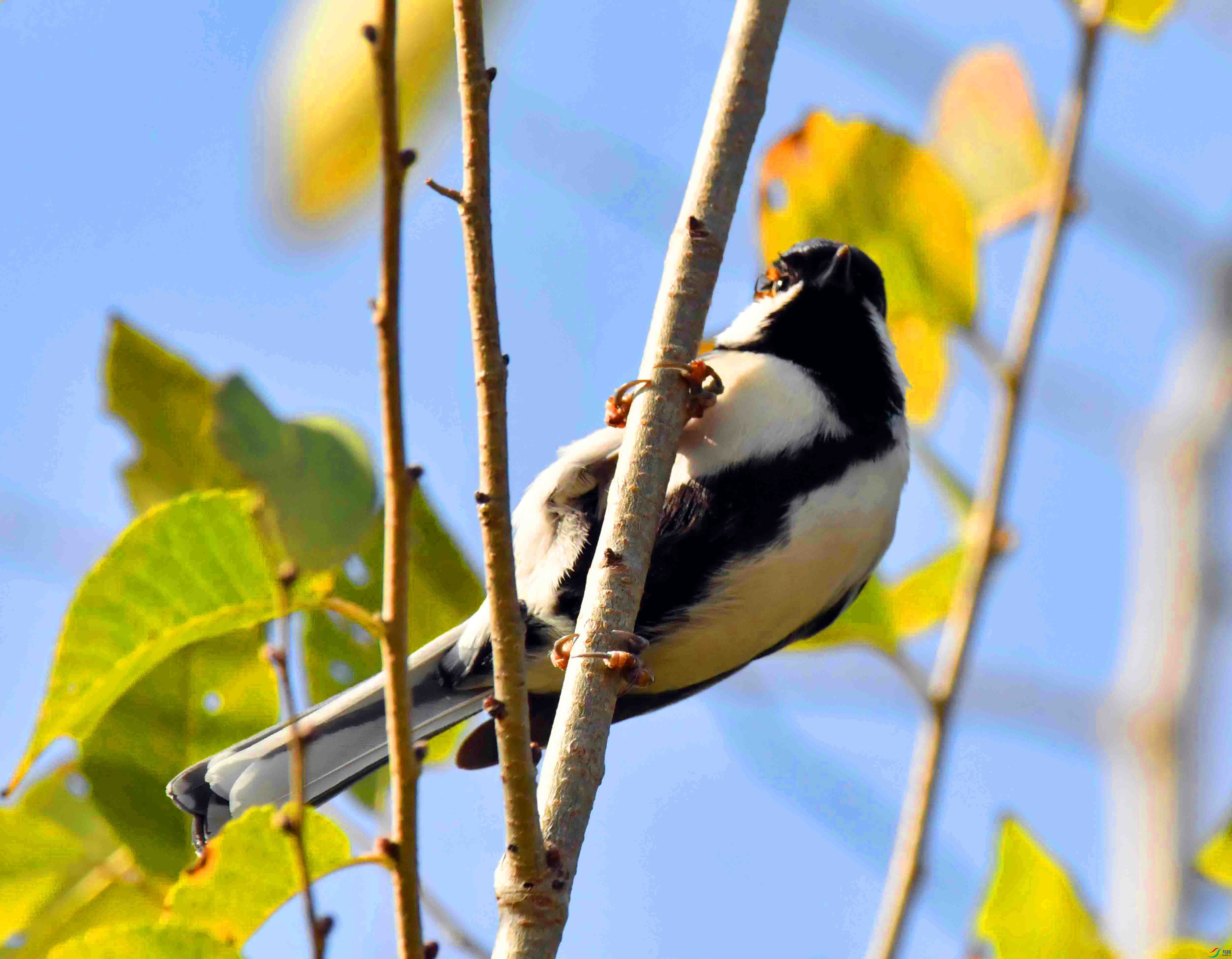 DSC_8632.JPG