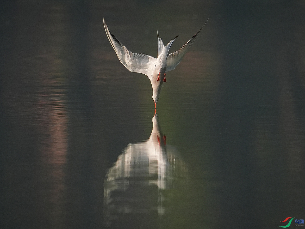 DSC02006 ����.jpg