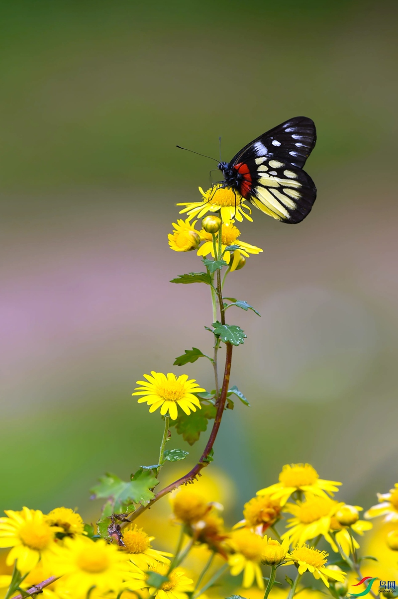 DSC_2573_1_����.jpg