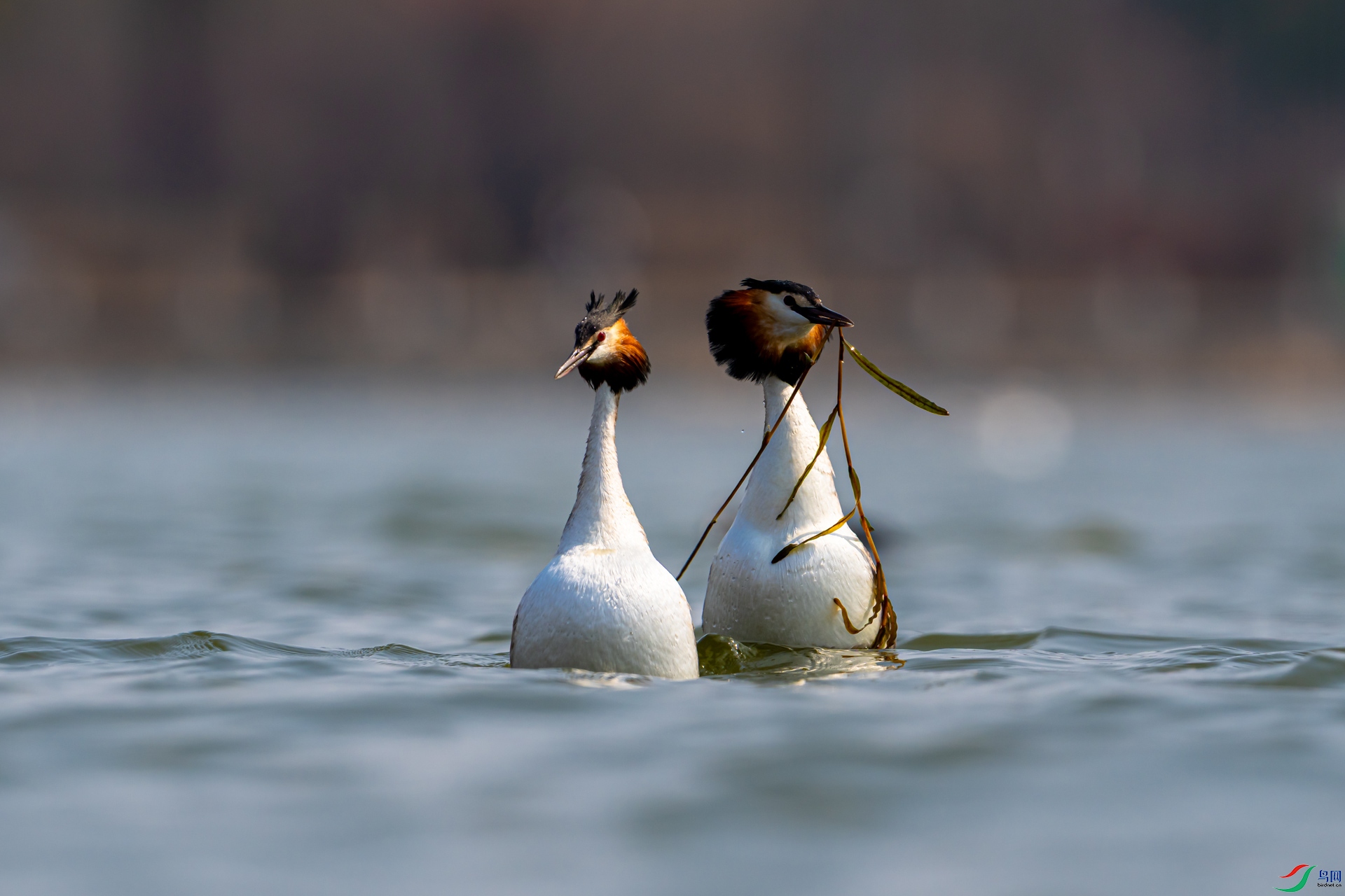 DSC07812-1.jpg