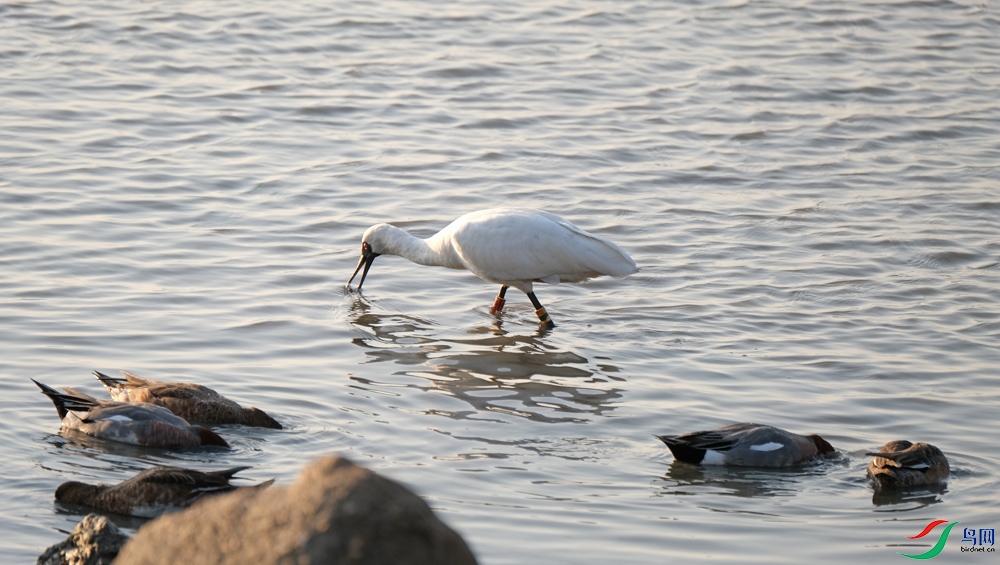 DSCF6157.1.jpg