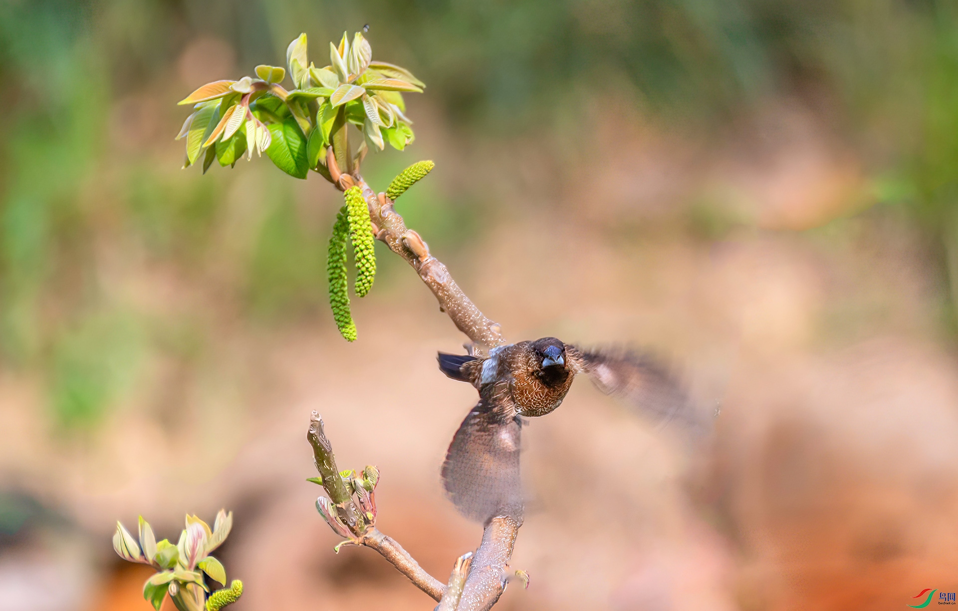 060A0739 ����-Sh----1 .jpg