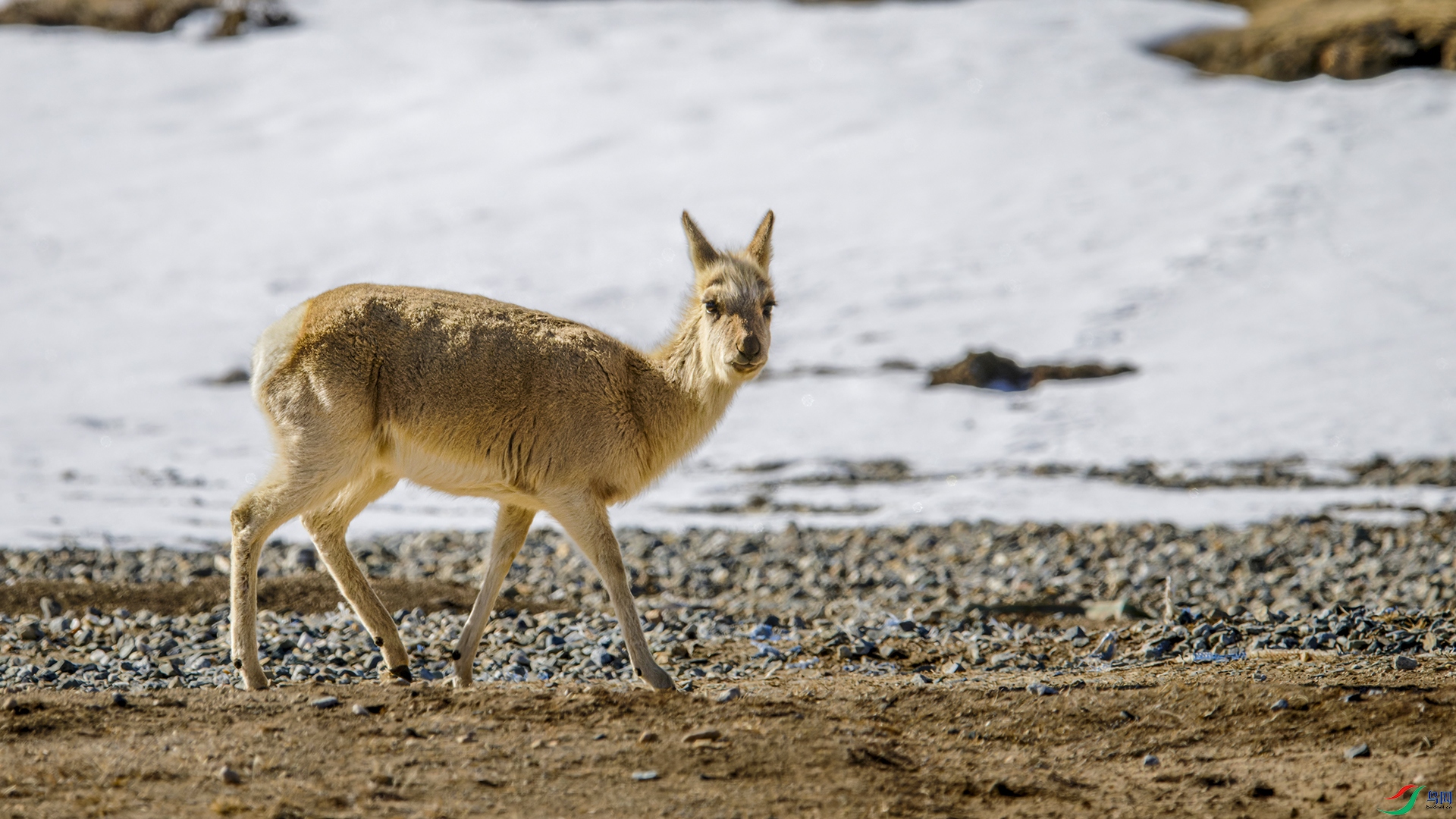 _DSC8003-NEF_DxO_DeepPRIME.jpg