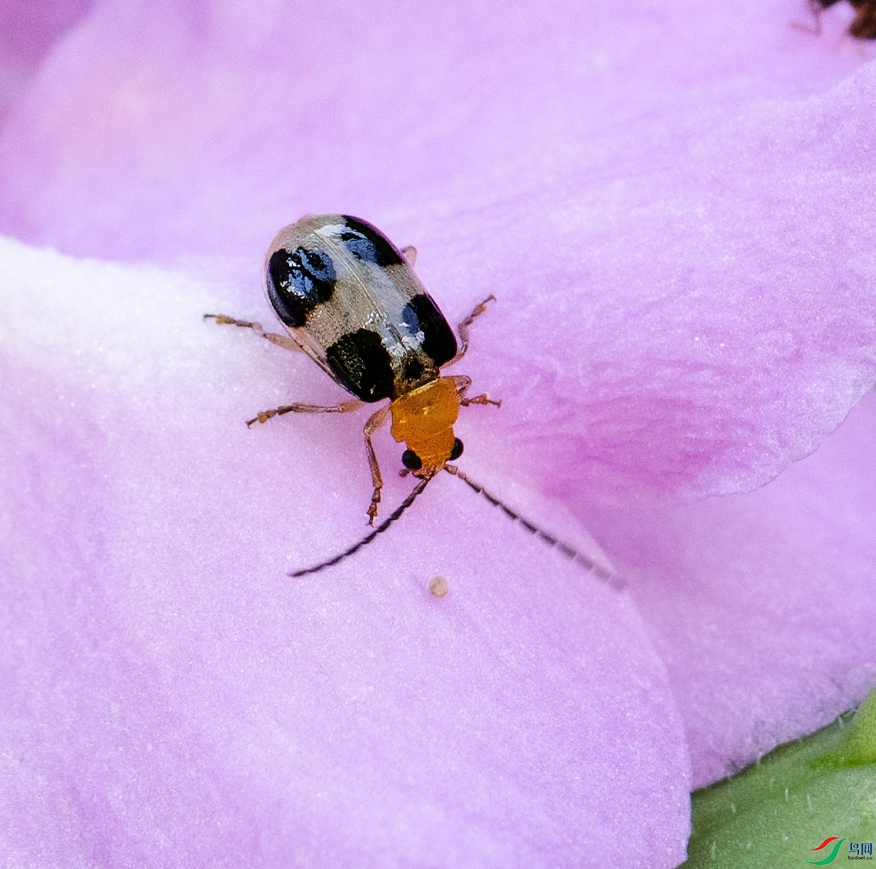 DSC_0259-topaz-denoise-sharpen-lighting.jpg