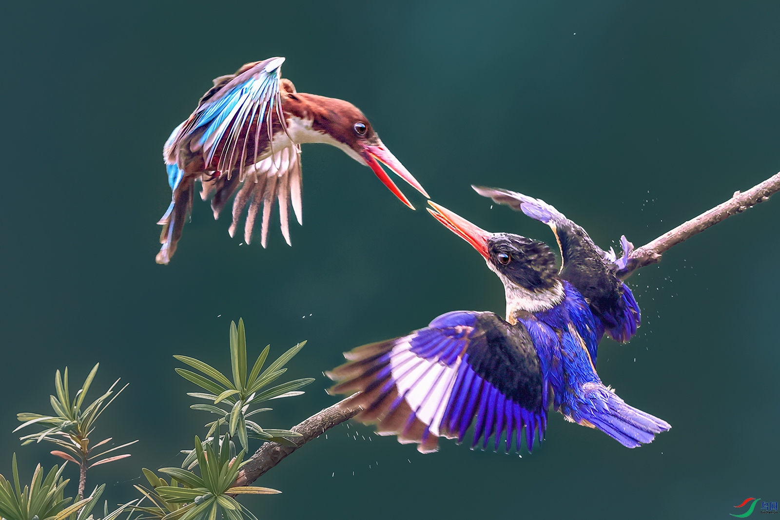 ������䣺�����----��֦˫ȸ๽���