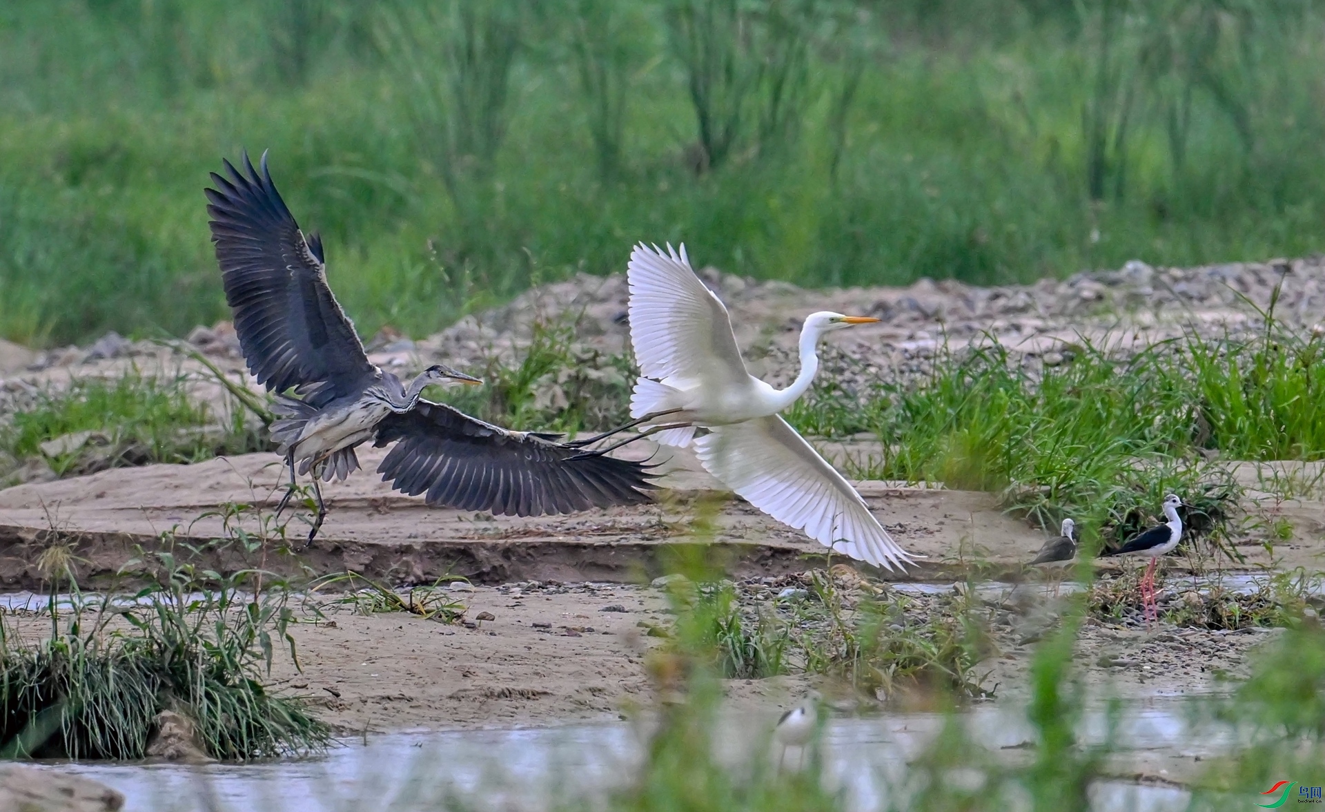 ��̲˫����