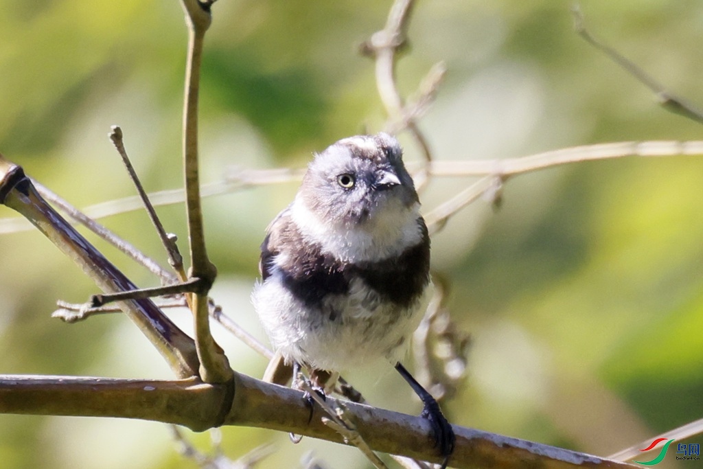 ������βɽȸ