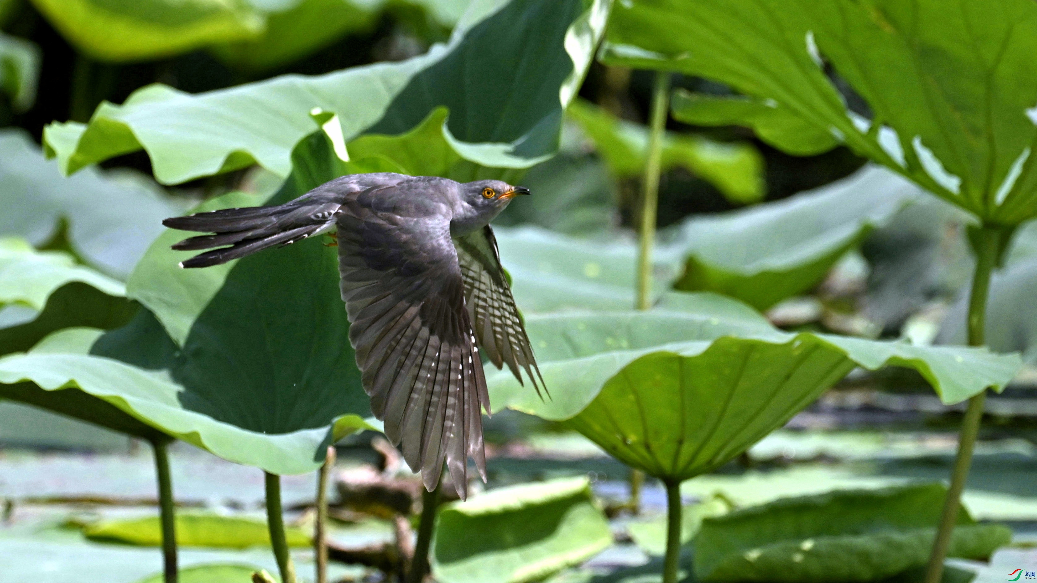 DSC_5339.JPG