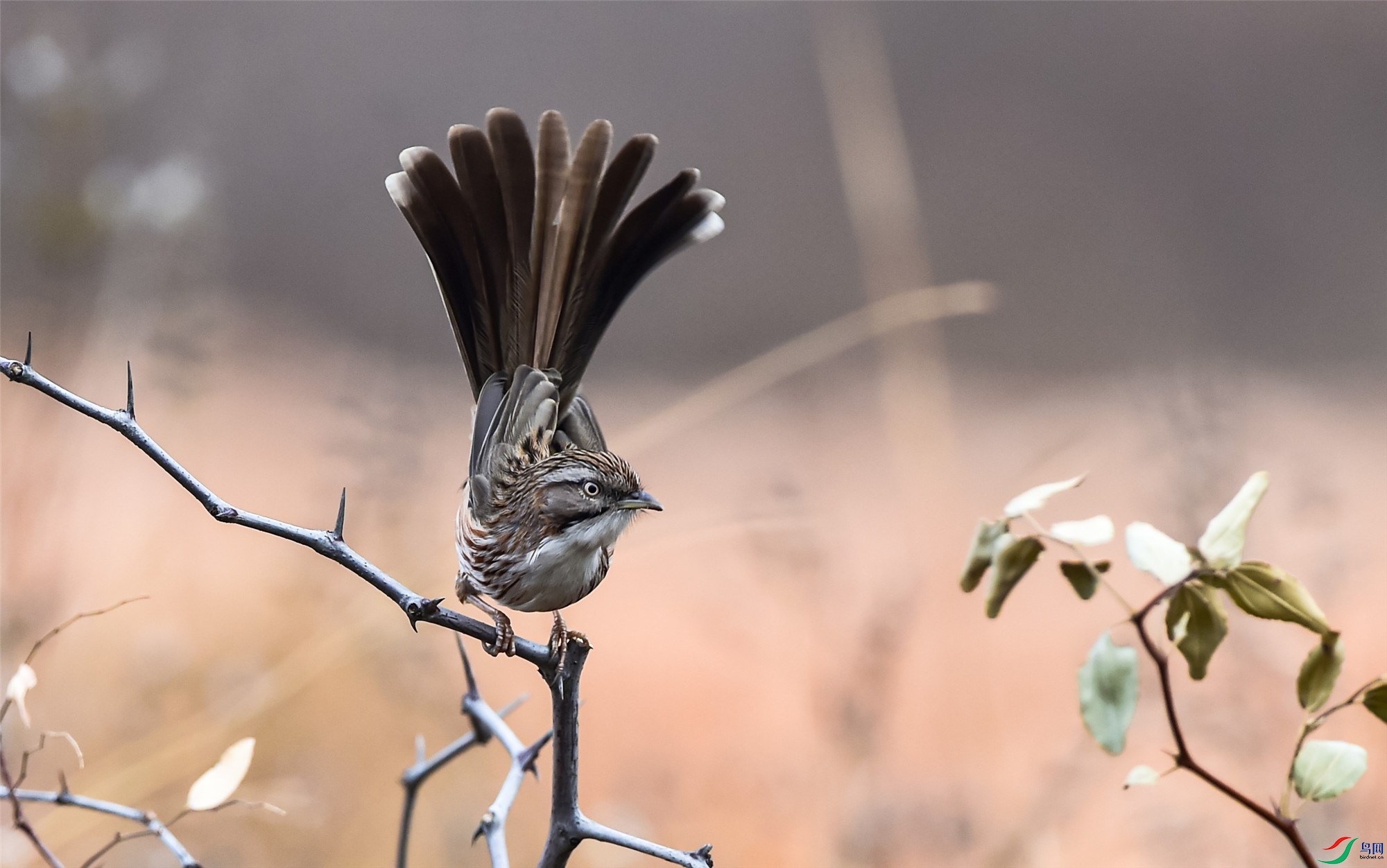 9425ɽ�� - ����_����.jpg