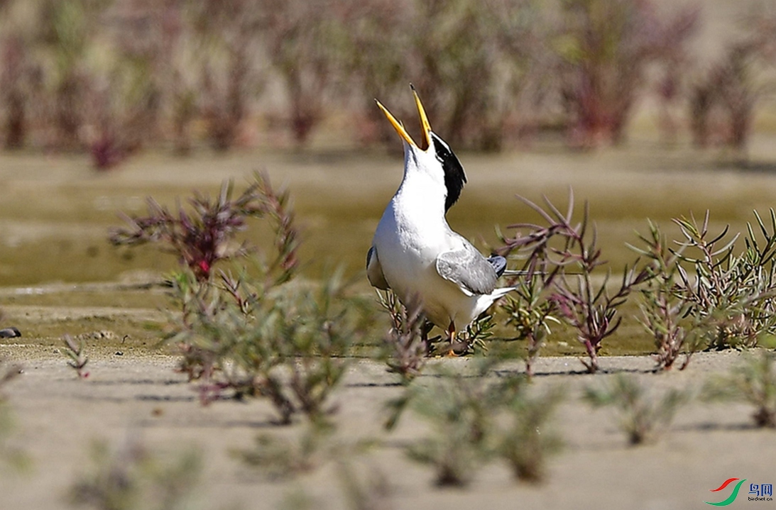 ���Ժᵶ��