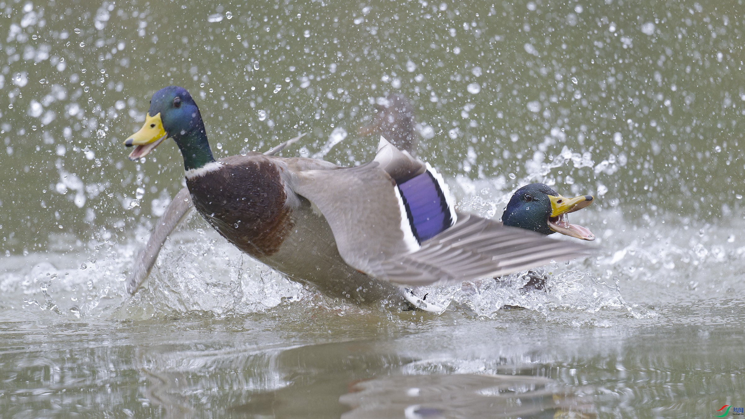 DSC_9239_DxO.jpg