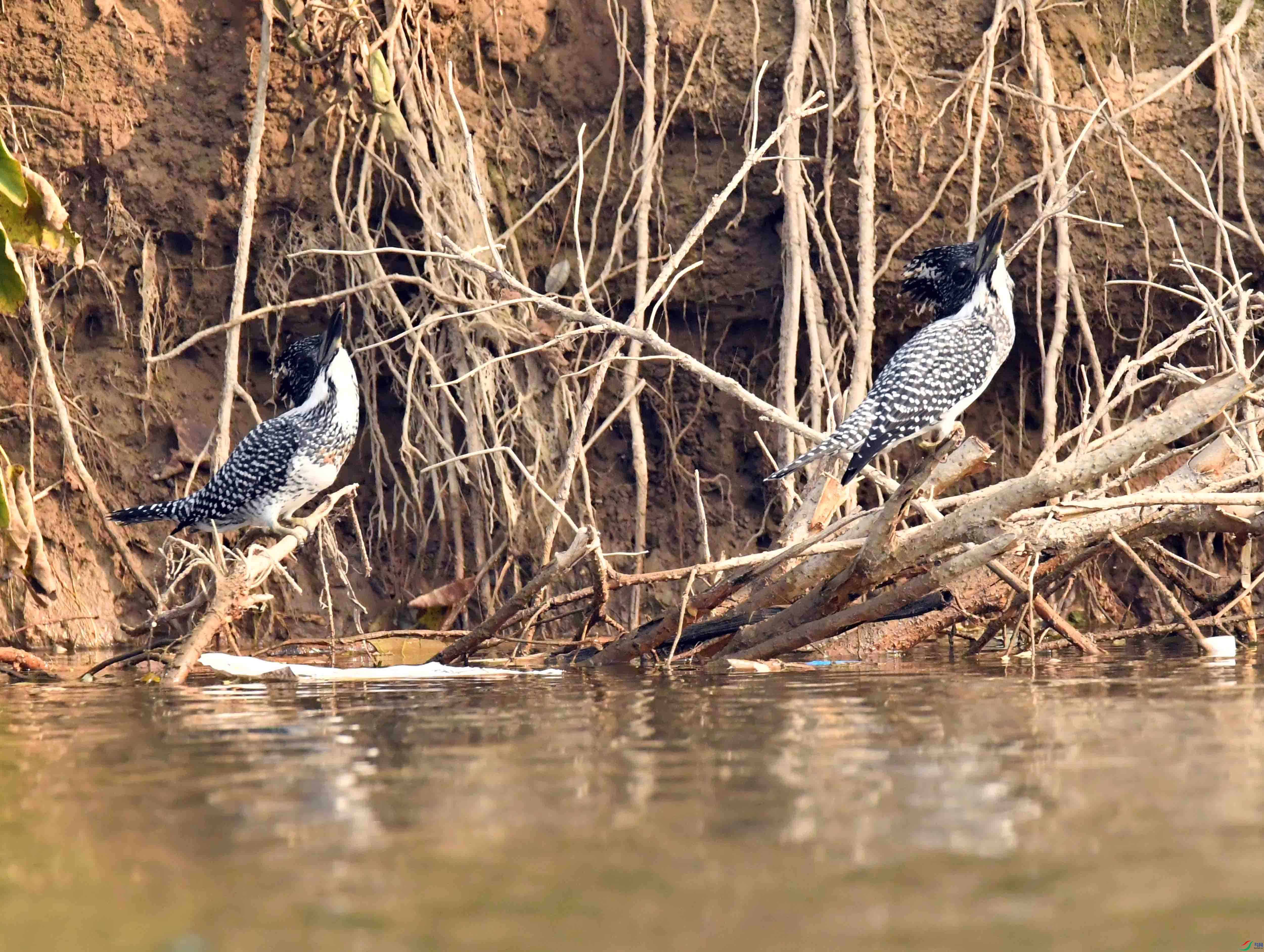 DSC_4666.JPG