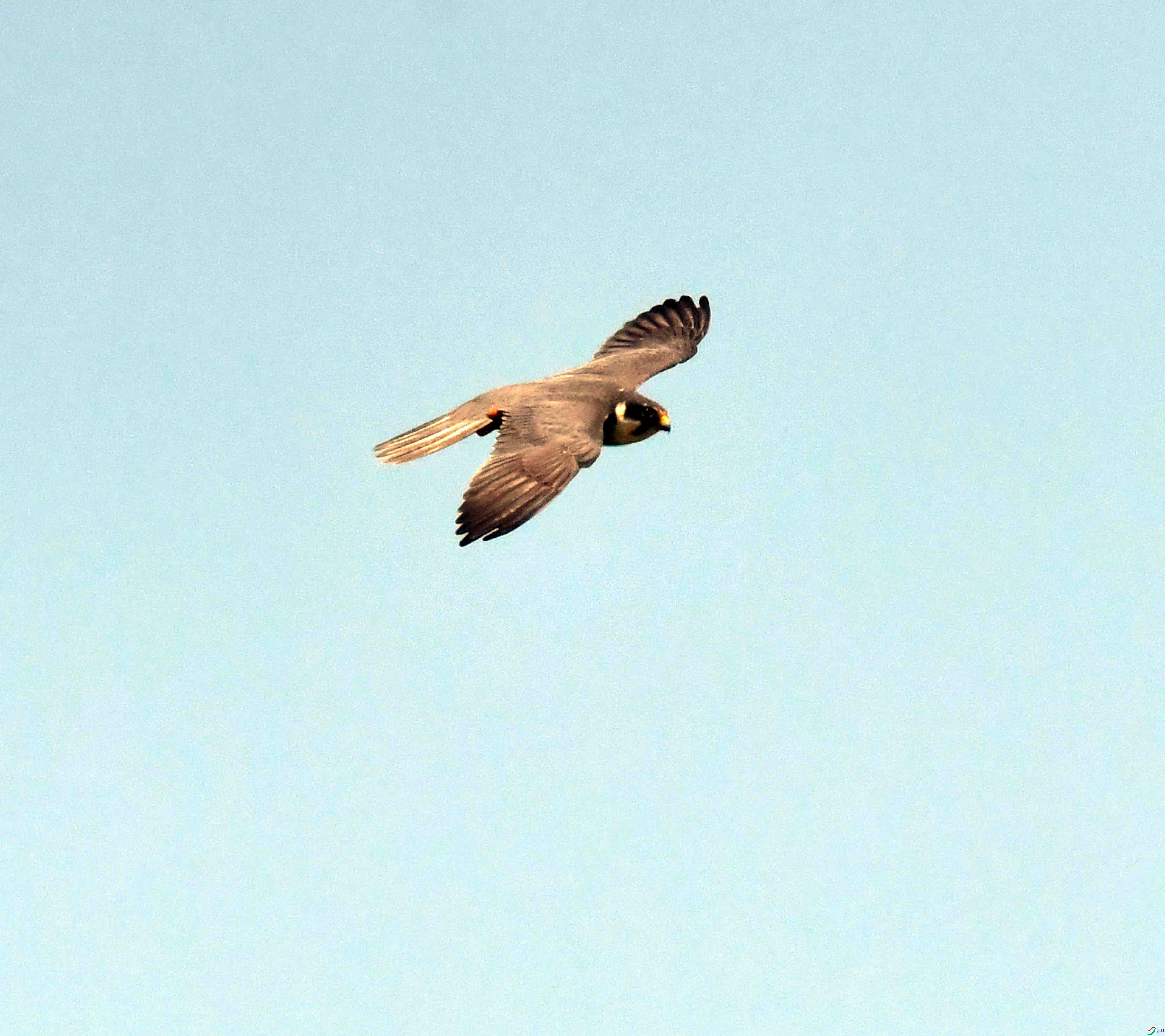 DSC_9768.JPG