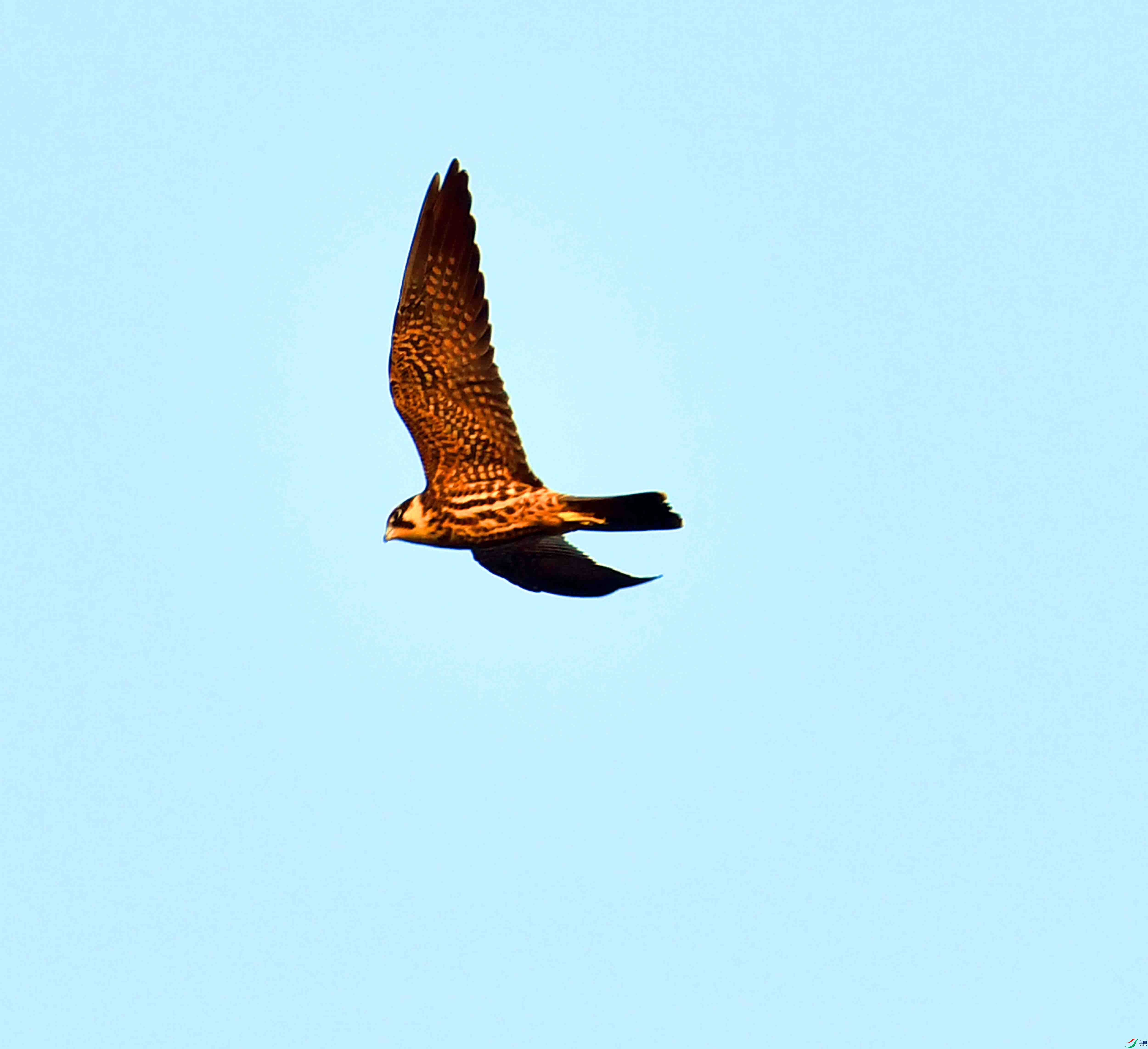 DSC_9923.JPG
