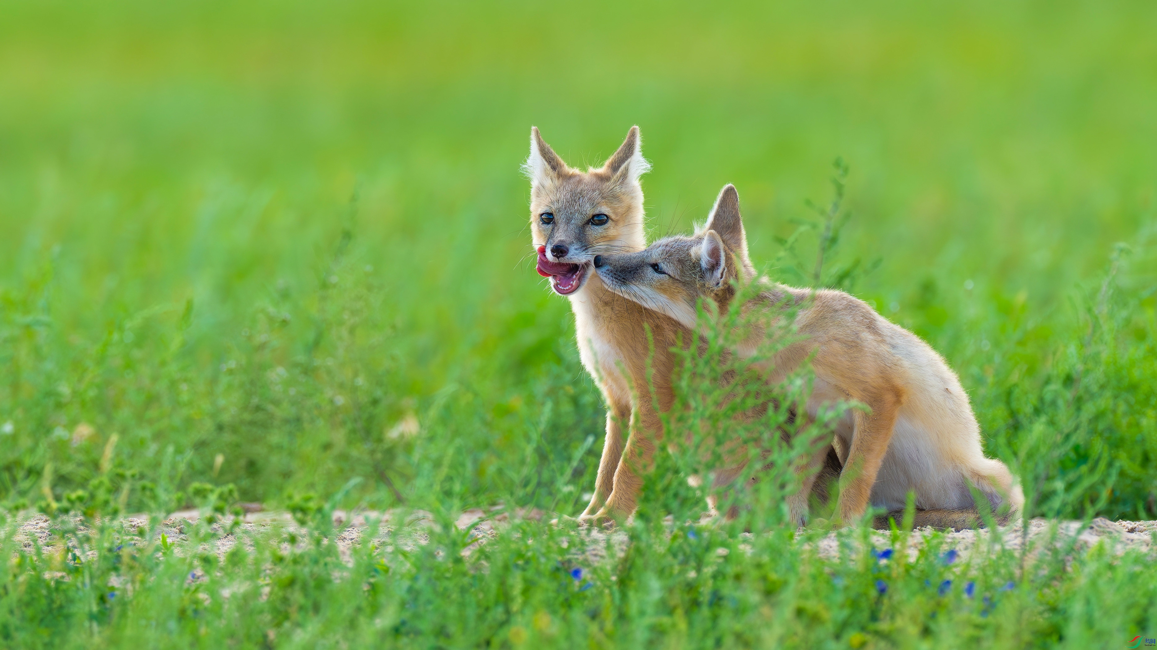 _DSC0309- ����.jpg