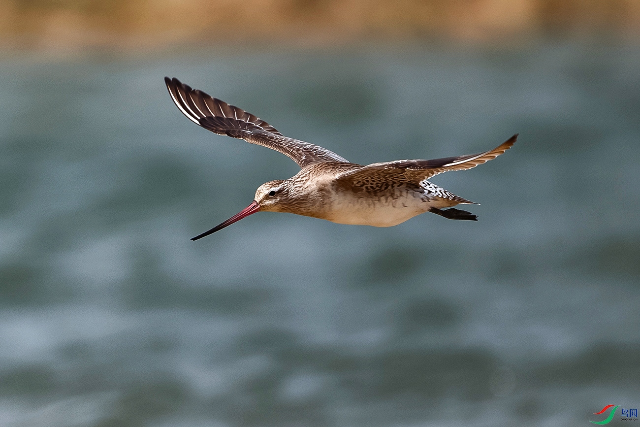 DSC_8355---.jpg