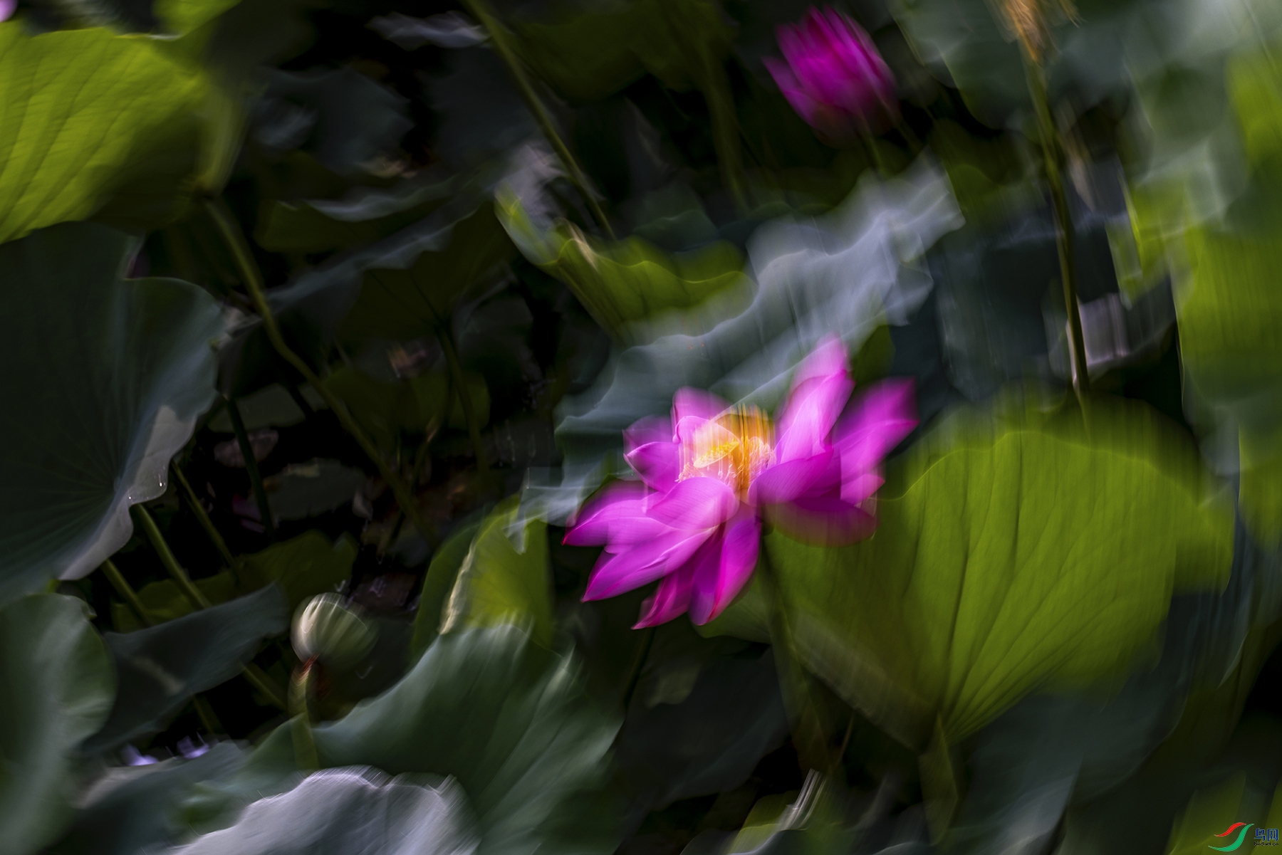_5LM2161a.jpg