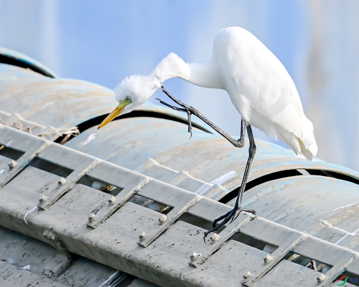 DSC_5340---_conew1.jpg