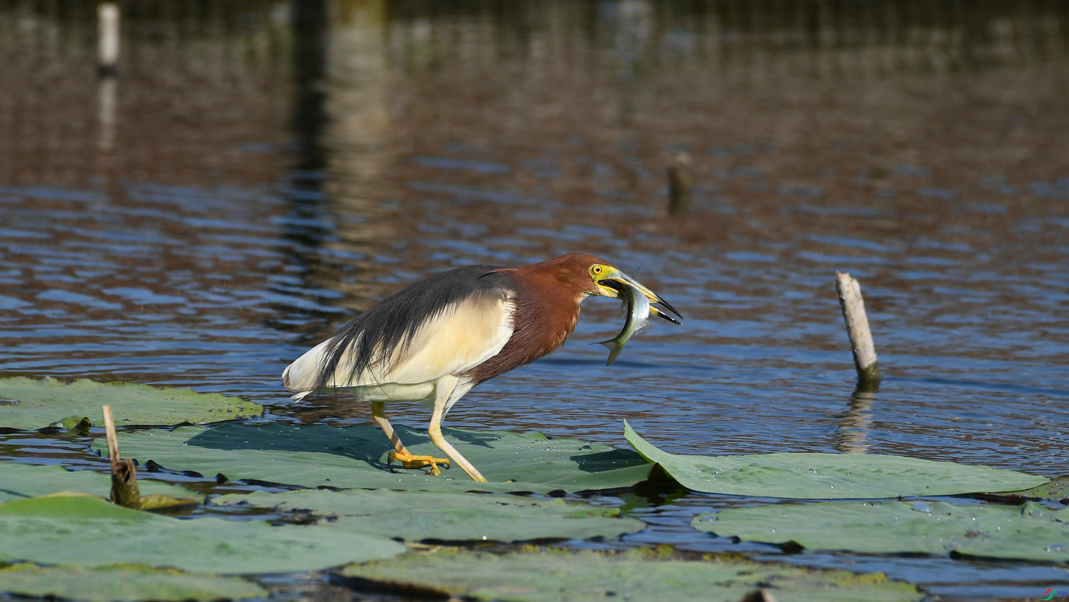 DSC_6257.JPG