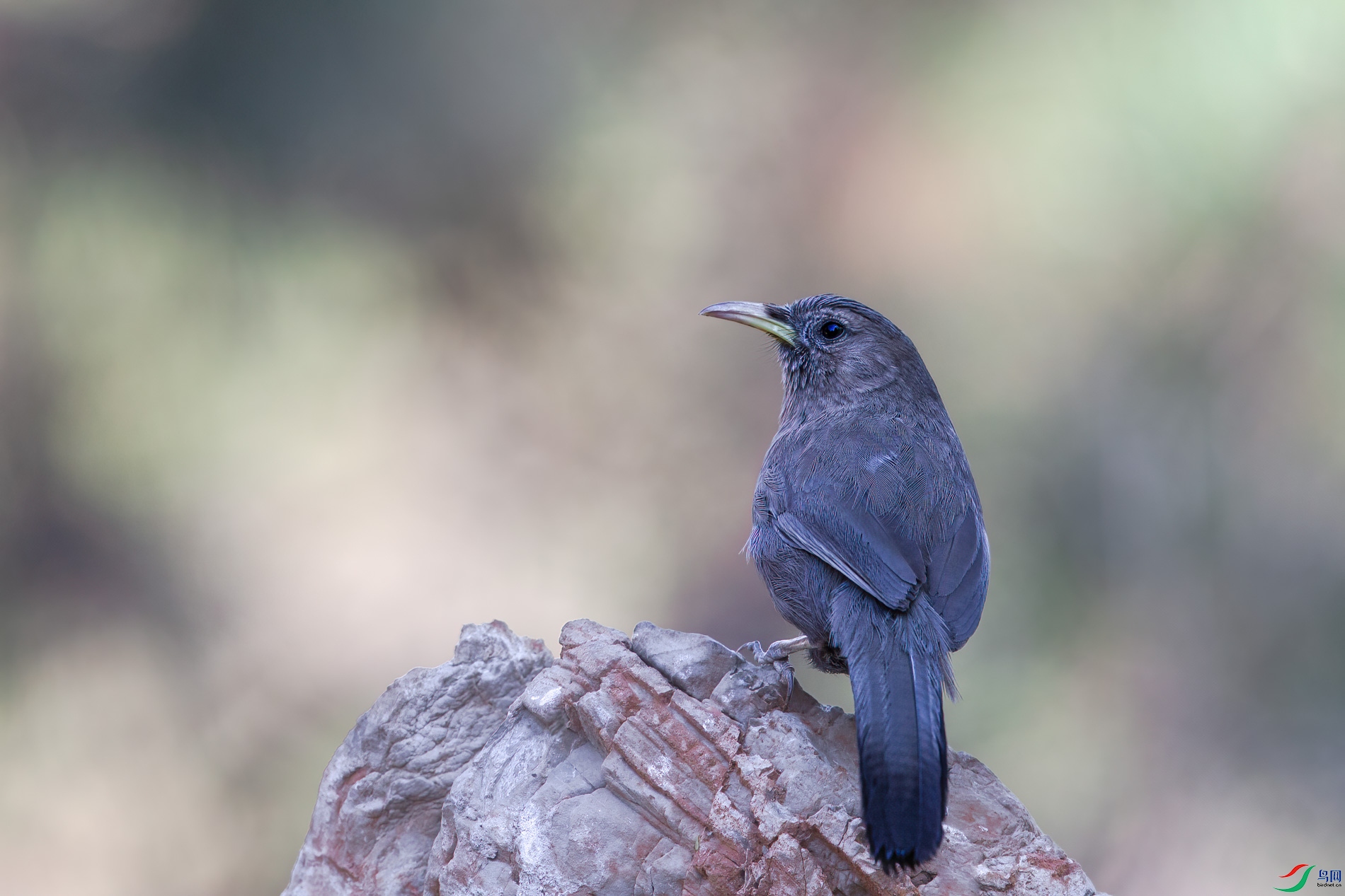 AQ4P0796-1.jpg
