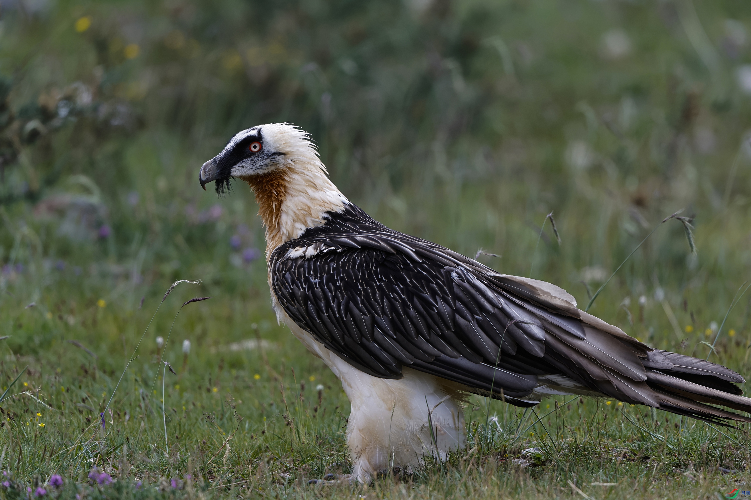 _O7A1729 ����4444.jpg