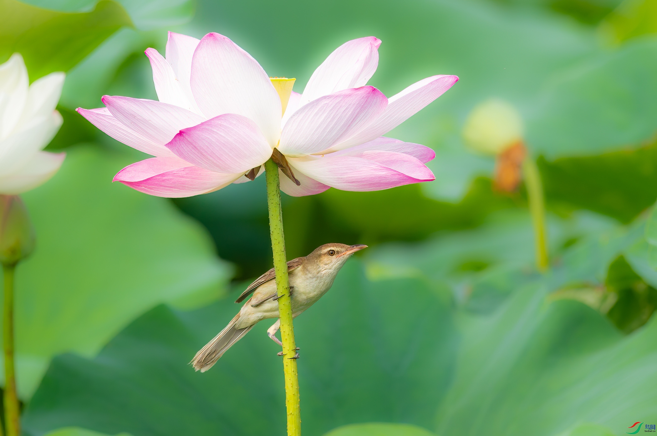 sen2016 7-10-48-�༭.jpg