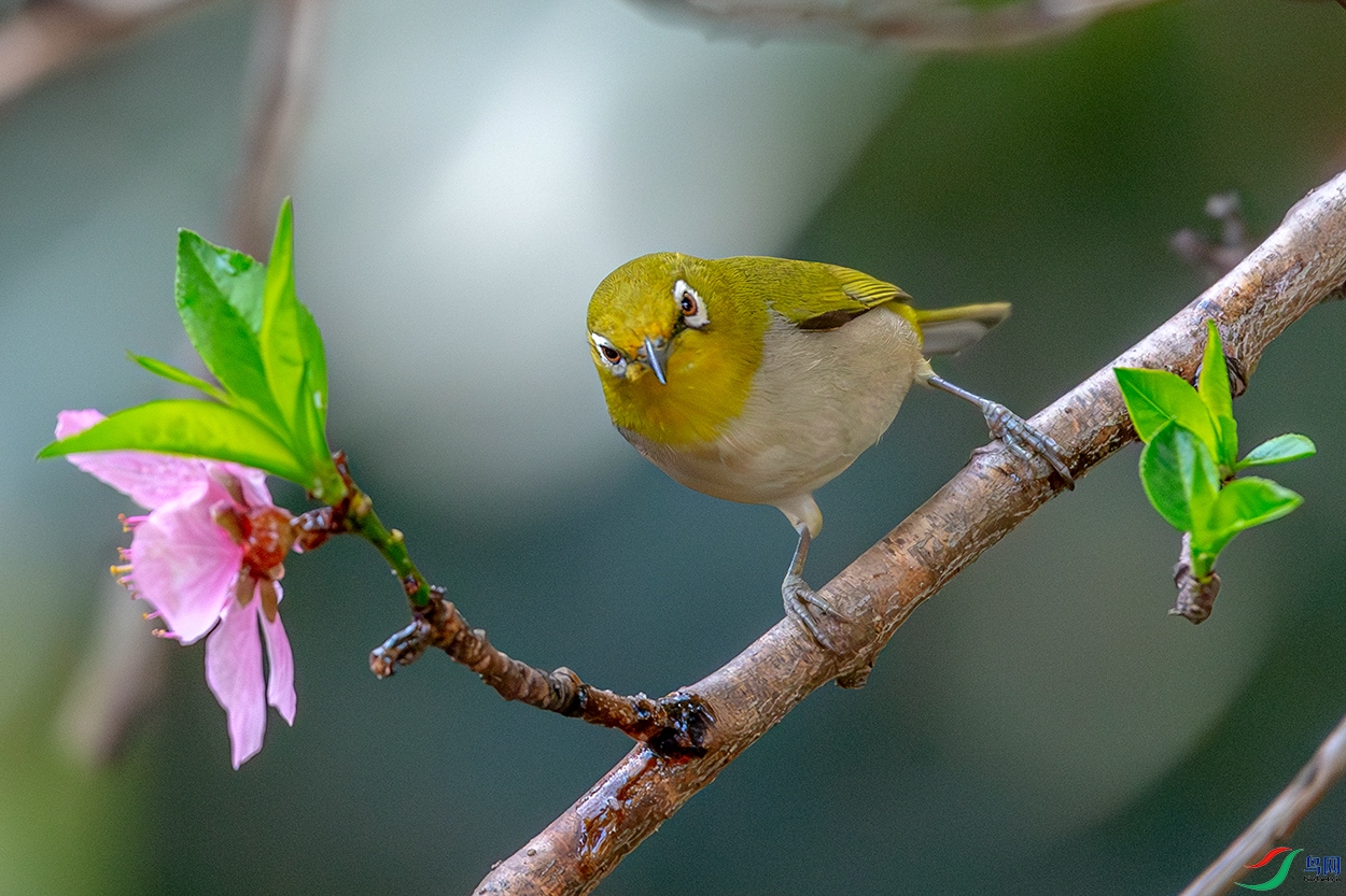DSC_6448-AB.jpg