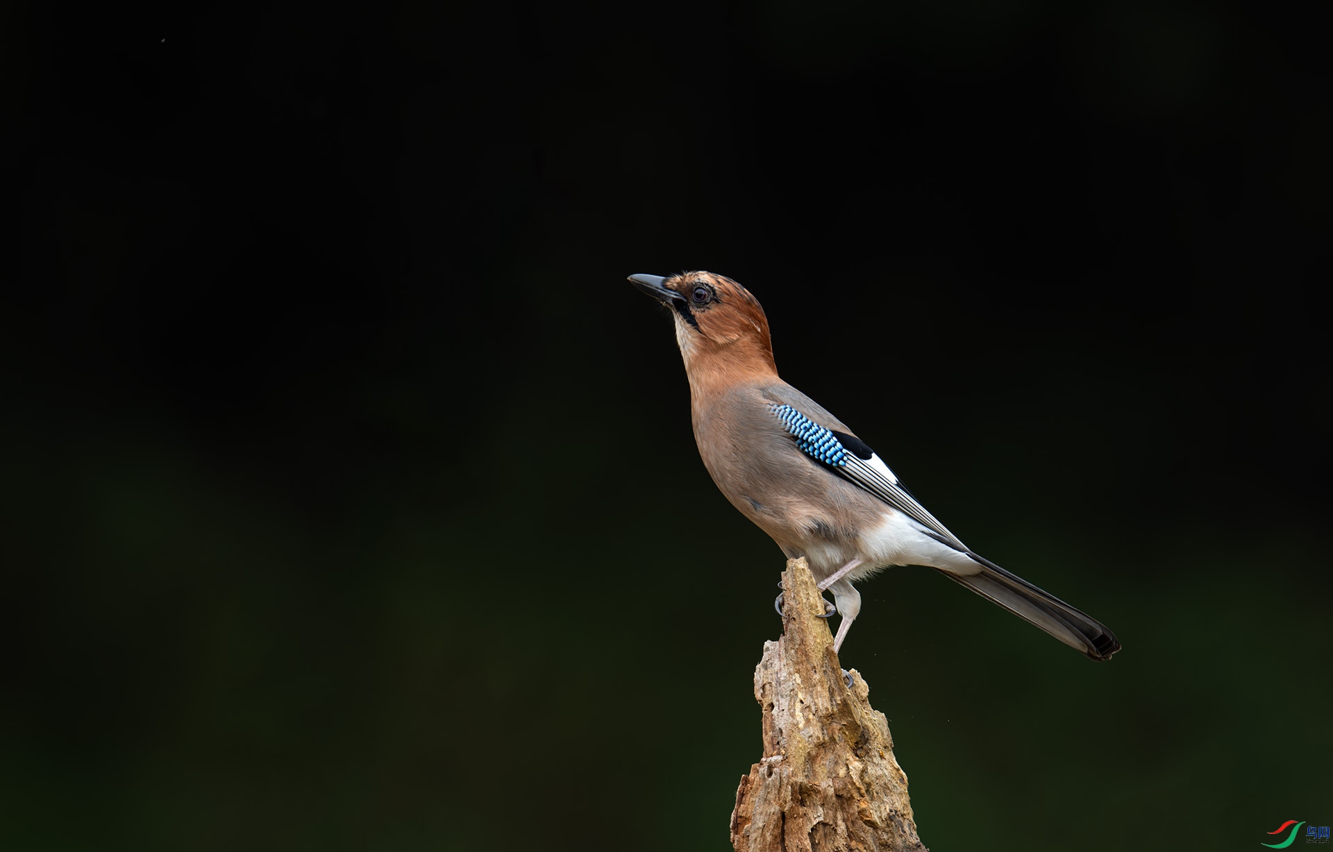 DSC_5722-1.jpg