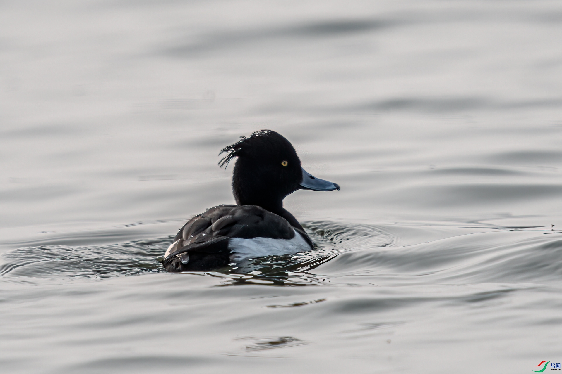 DSC_3224-1.jpg