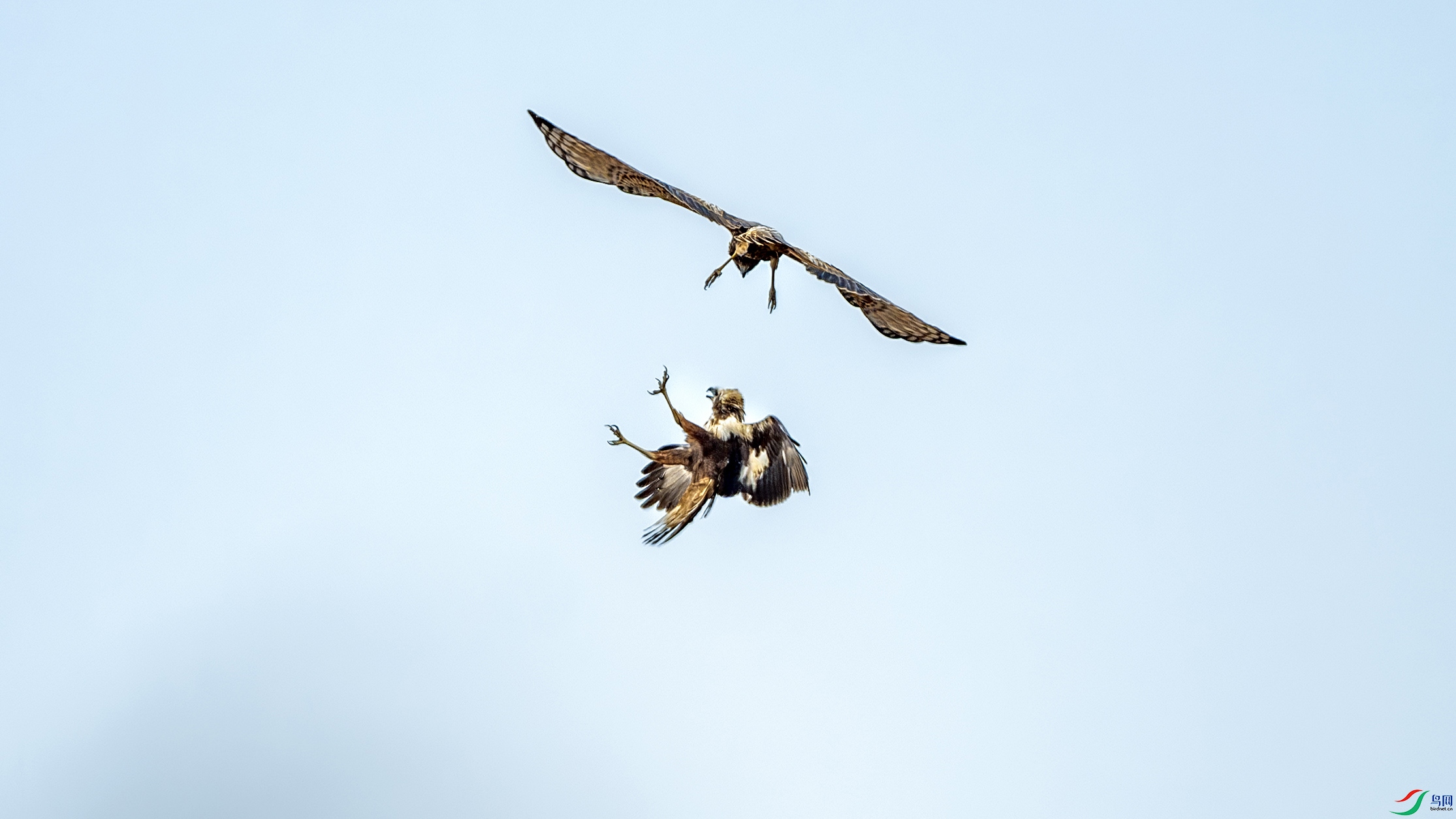 DSC_5954.jpg