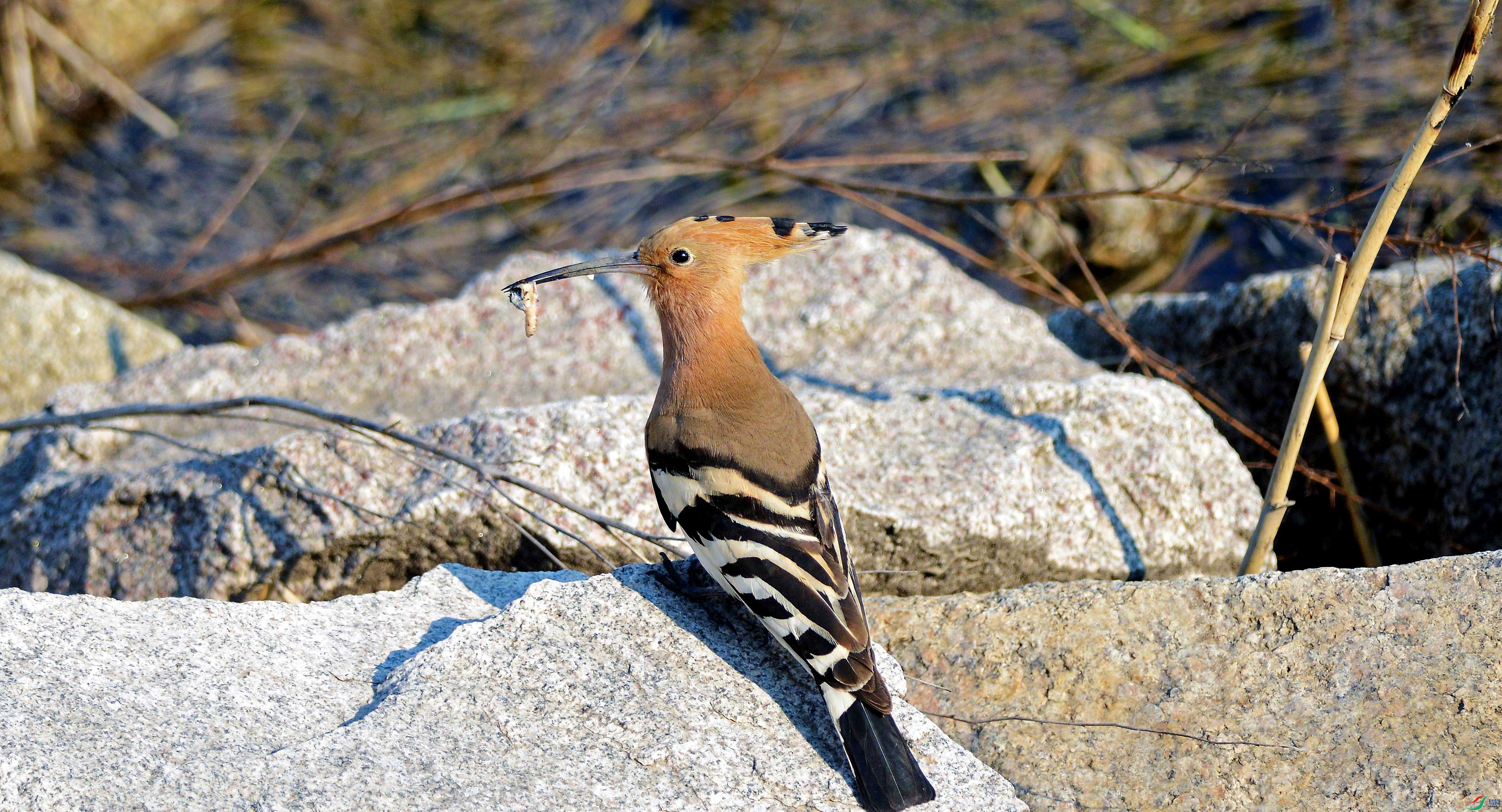 Picture 54387123.jpg