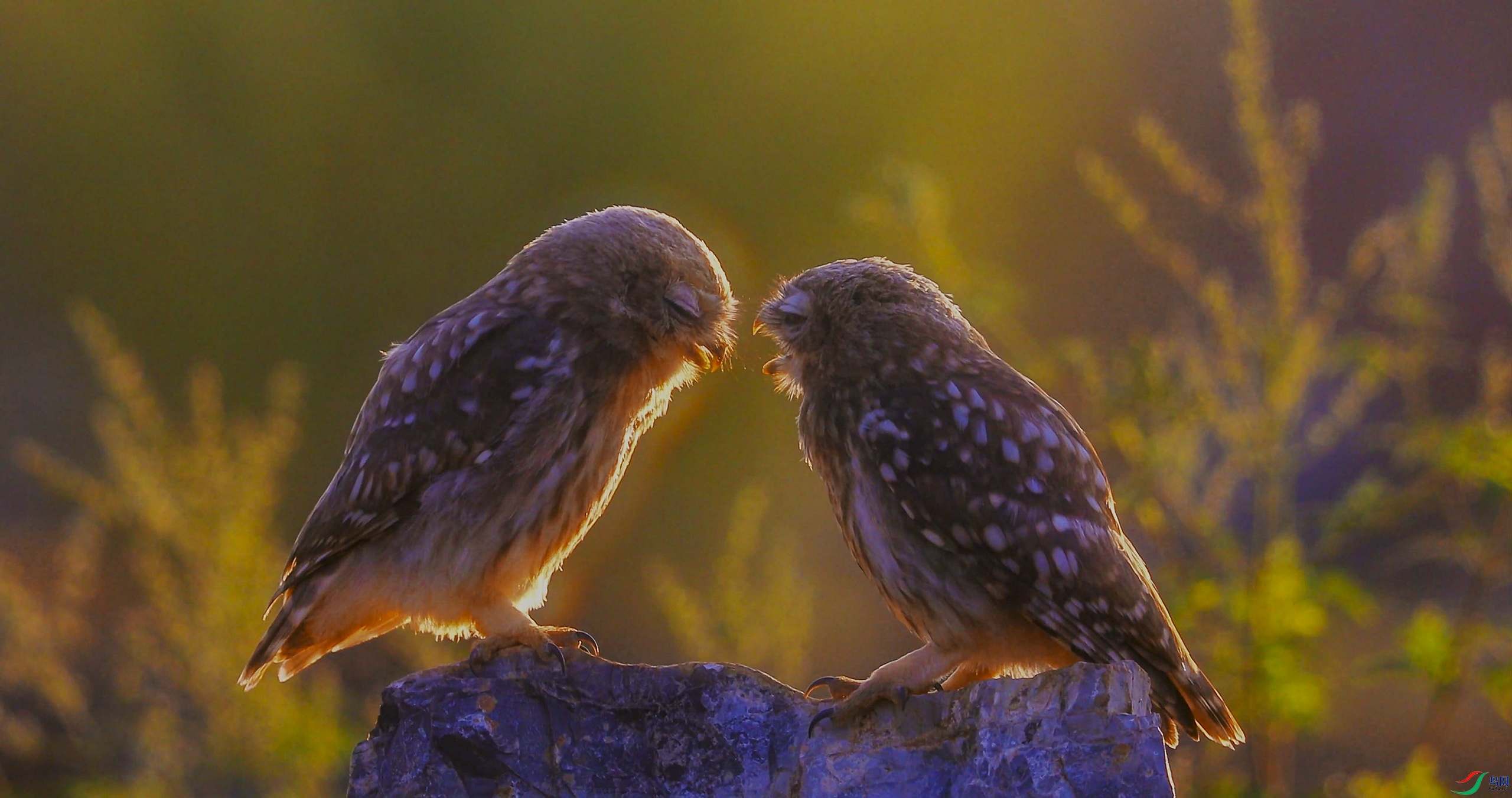 8��2�� (9)-niao.jpg