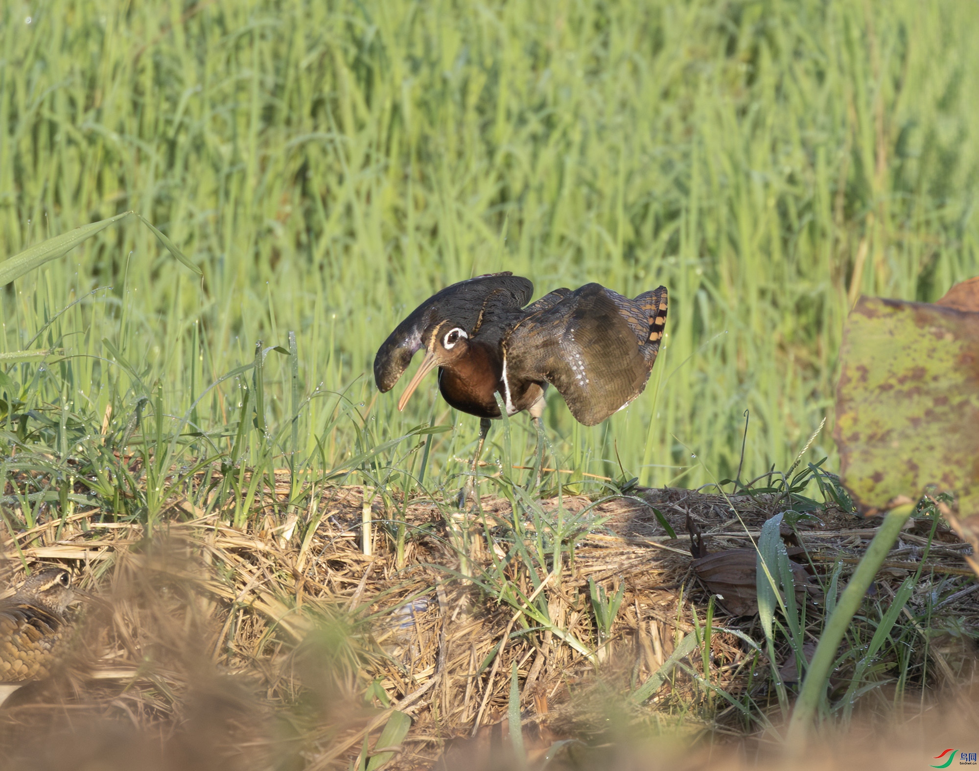 2I1A4222-����ǿ-NR ����.jpg