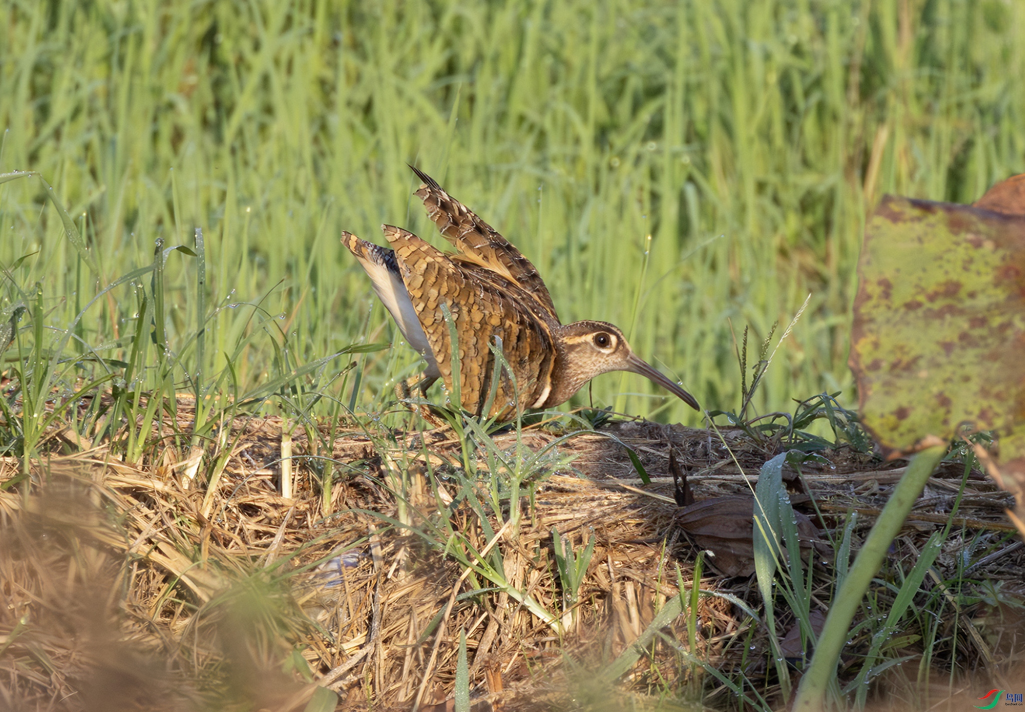 2I1A4172-����ǿ-NR ����.jpg