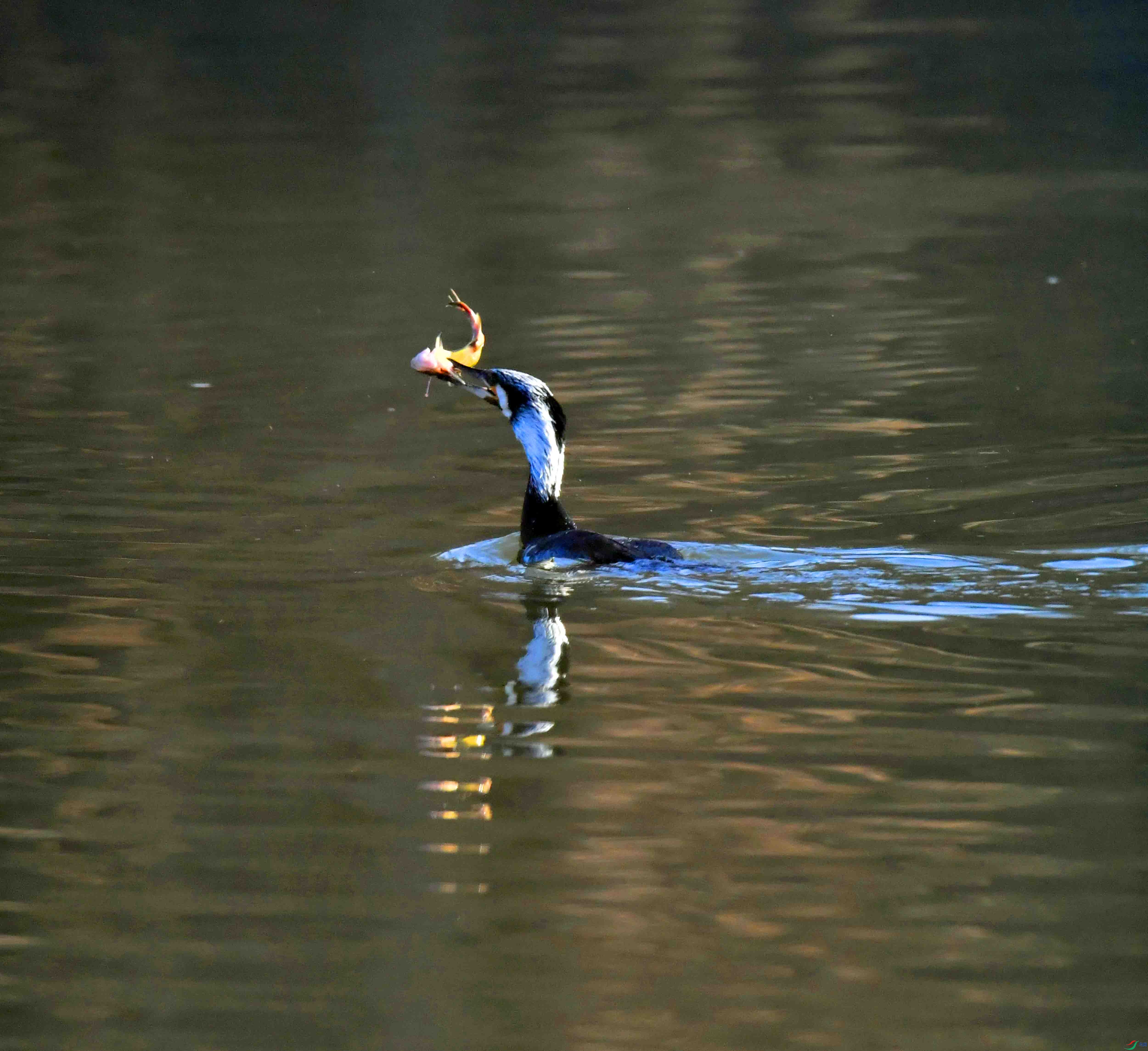 DSC_0046.JPG