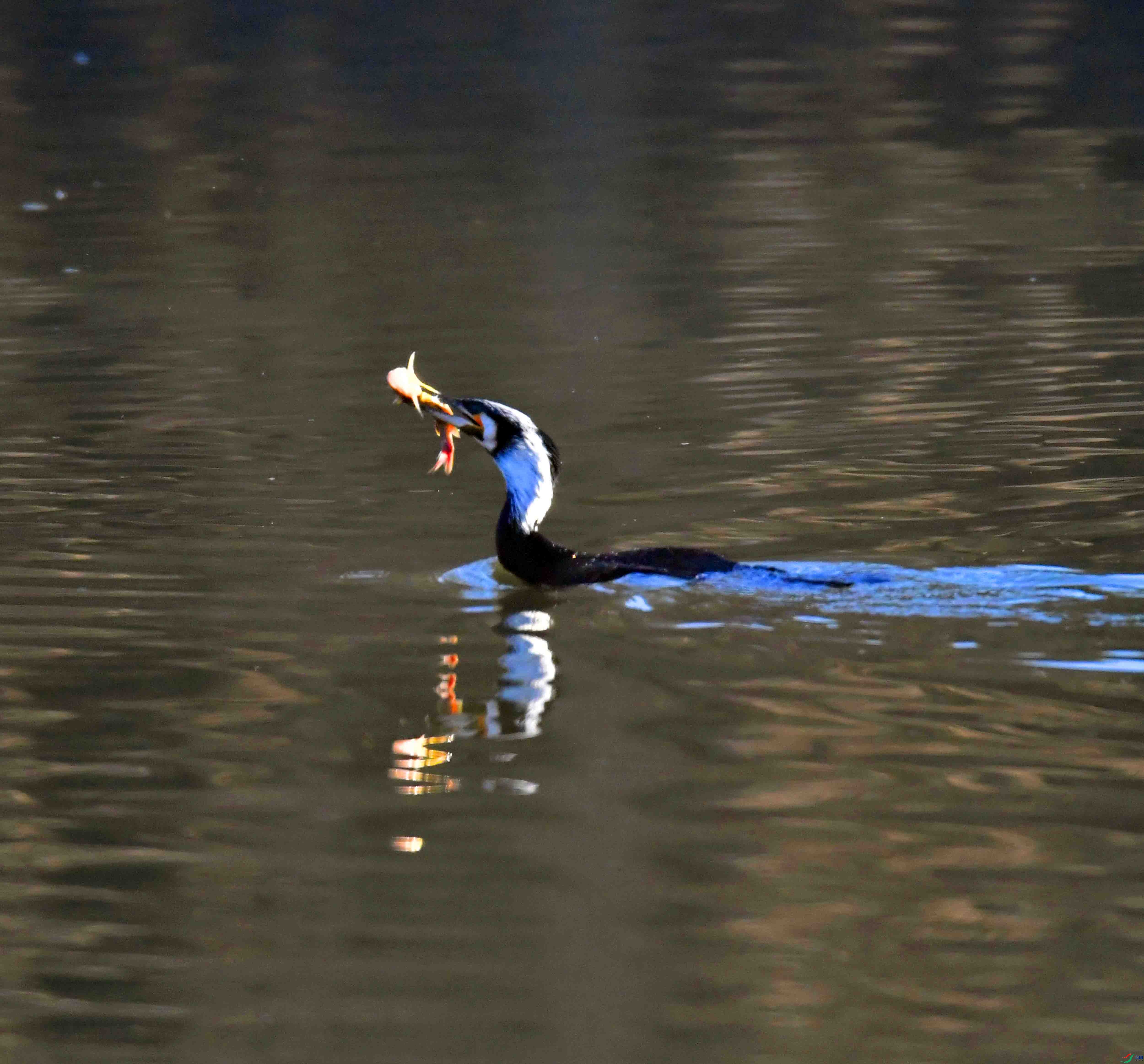 DSC_0048.JPG