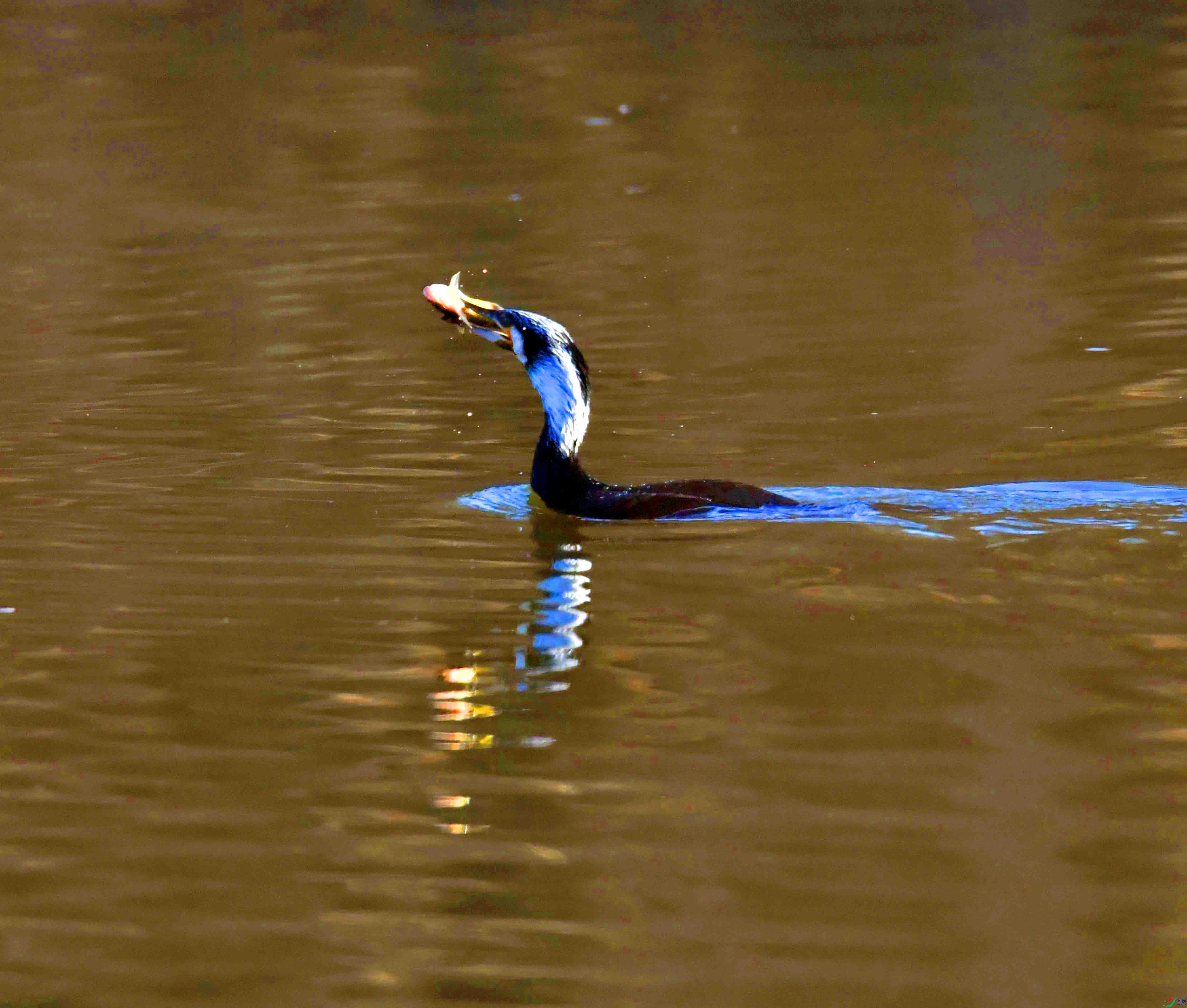 DSC_0051.JPG