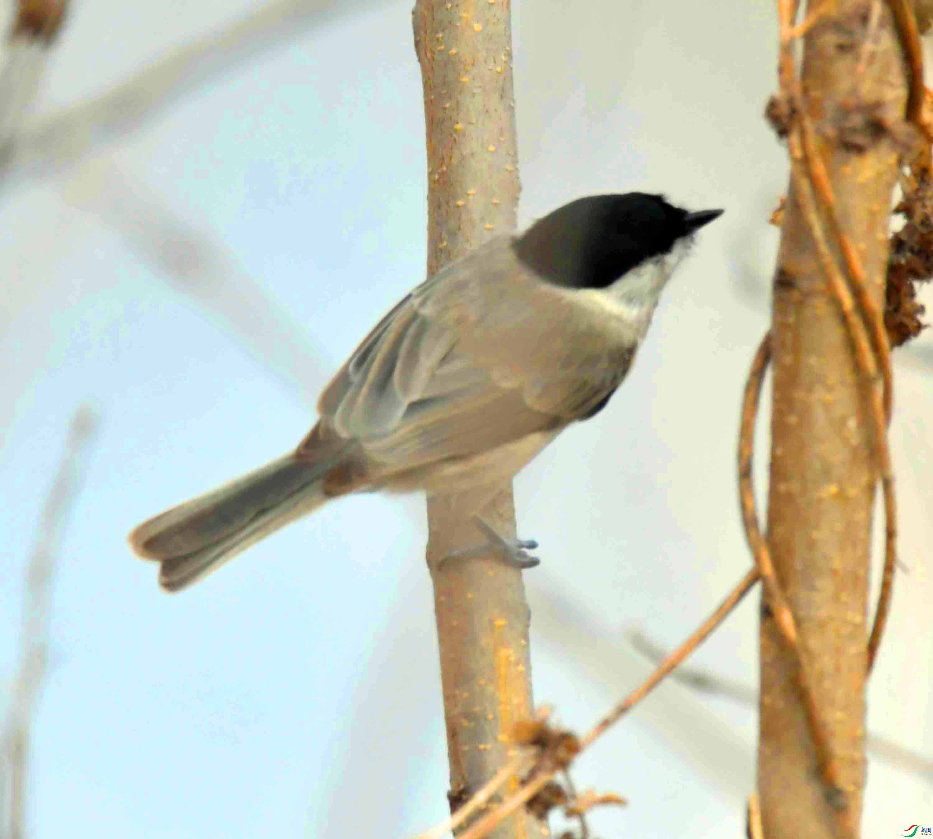 DSC_2436.JPG