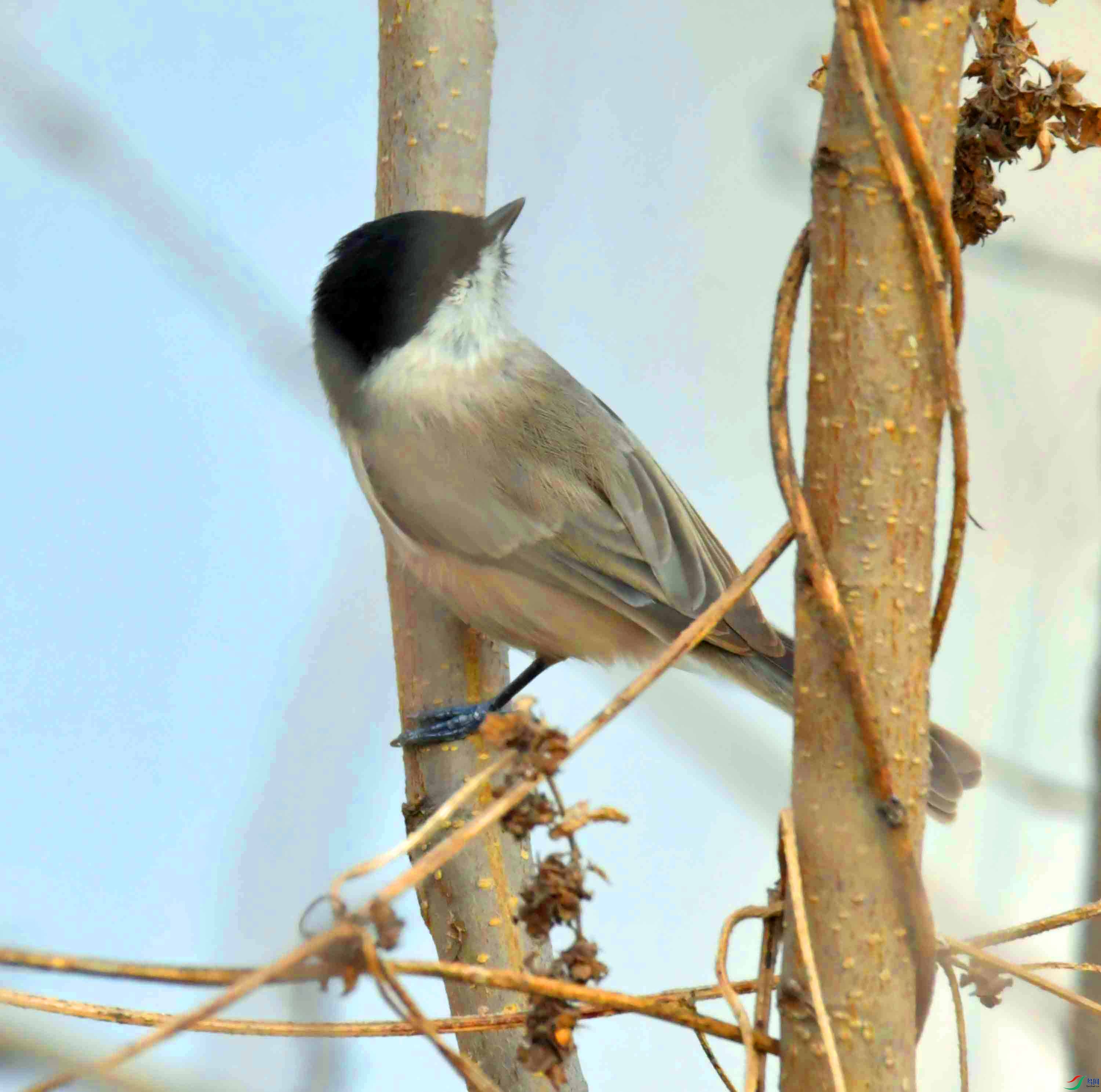 DSC_2429.JPG