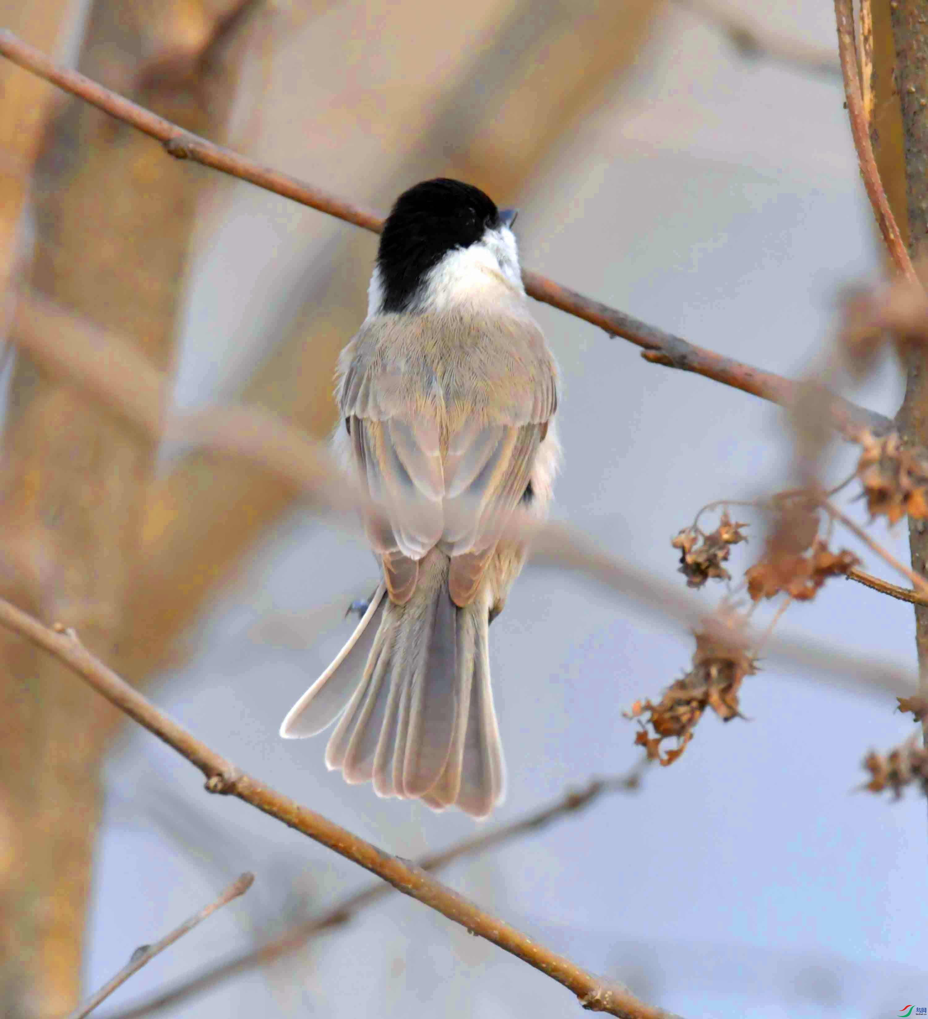 DSC_2525.JPG