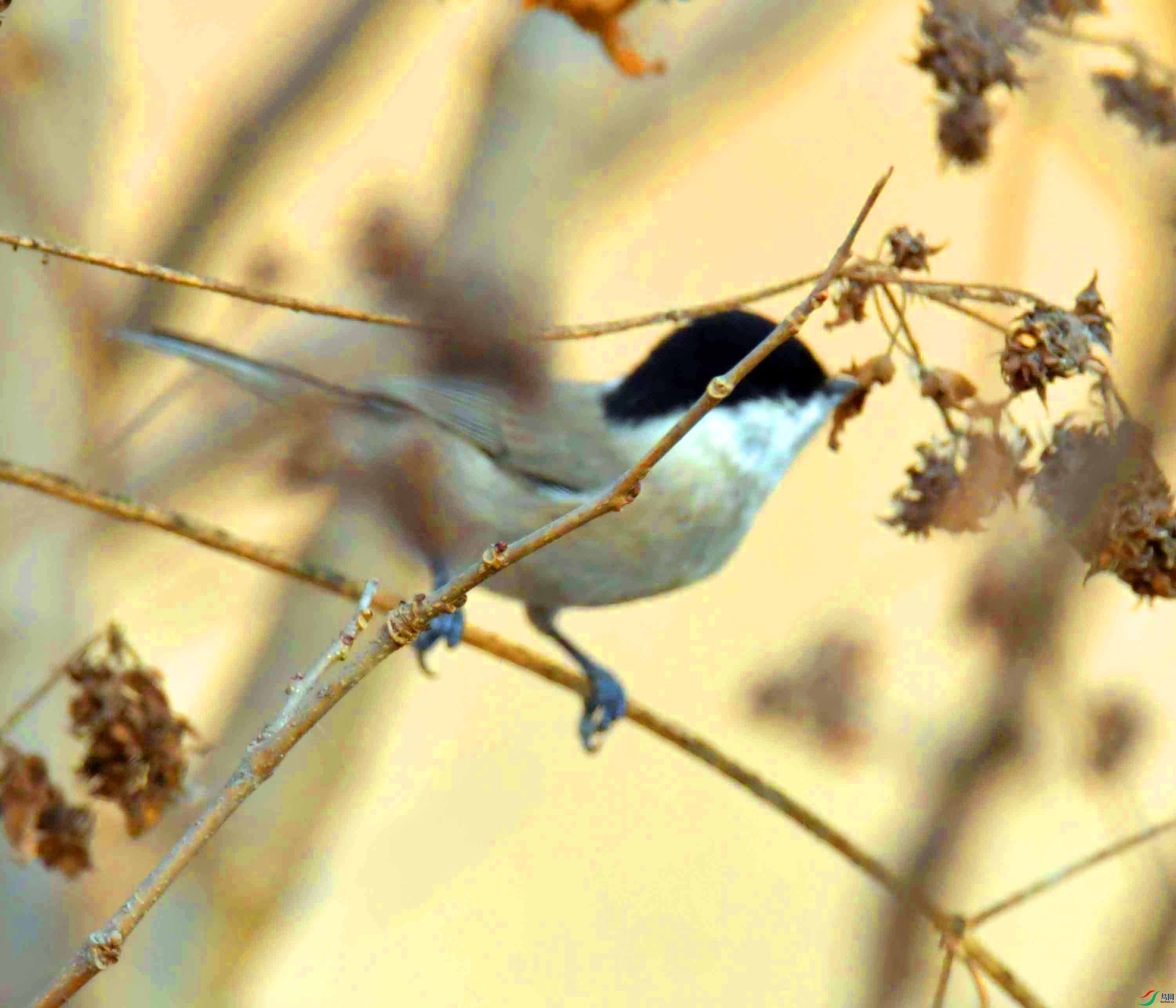 DSC_2526.JPG