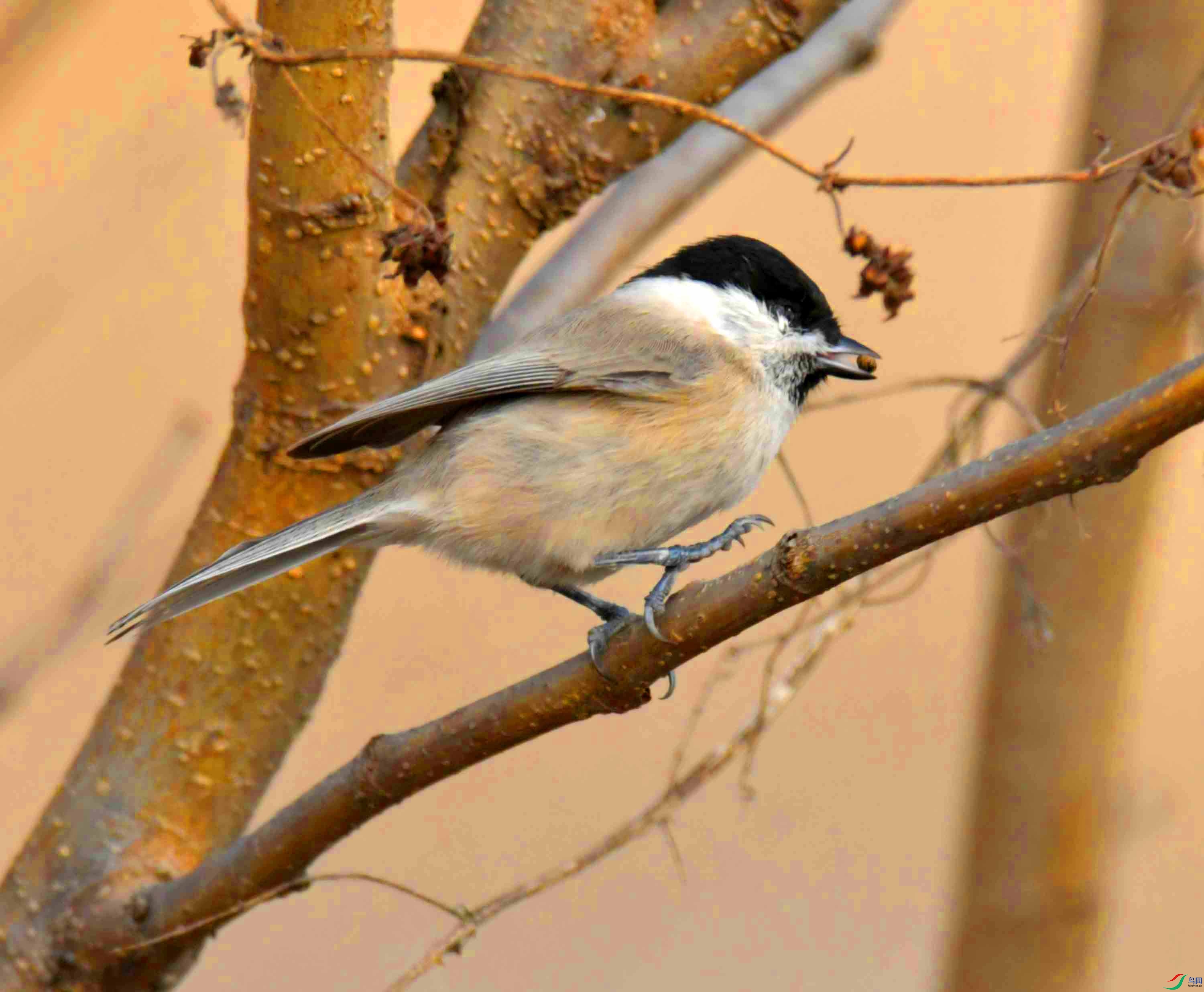 DSC_2582.JPG