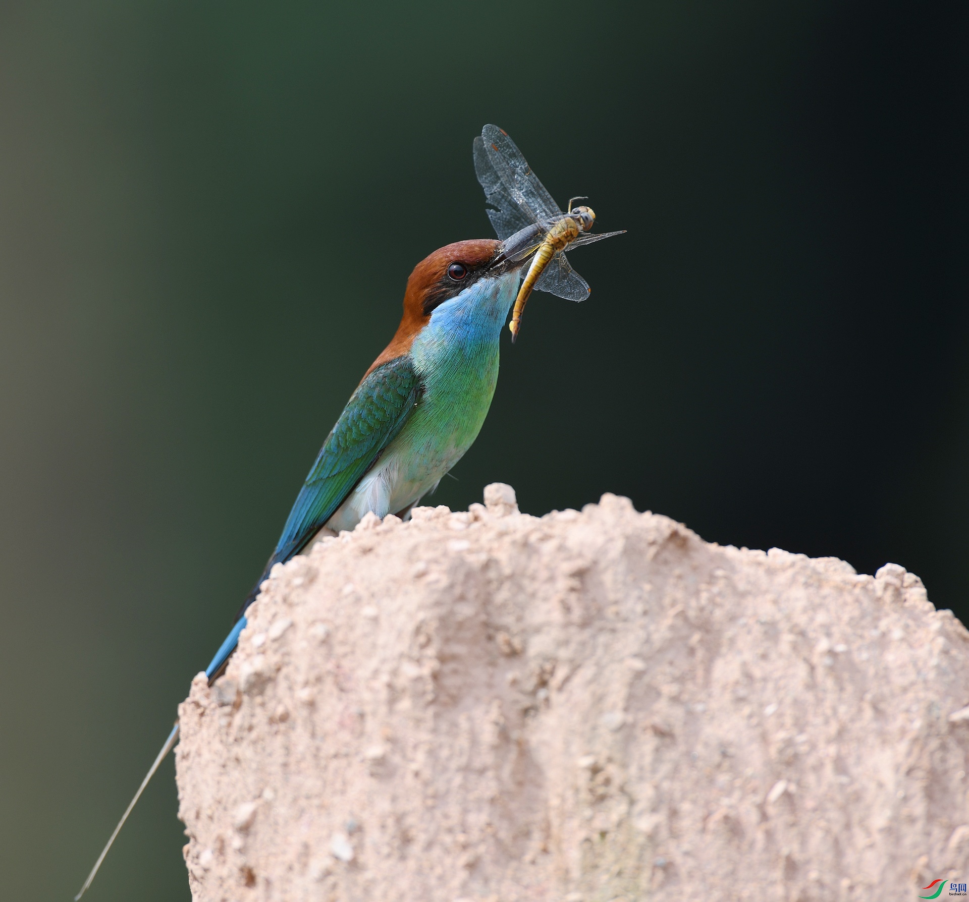 DSC_8683.jpg