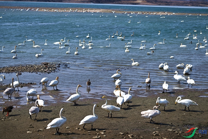 ������