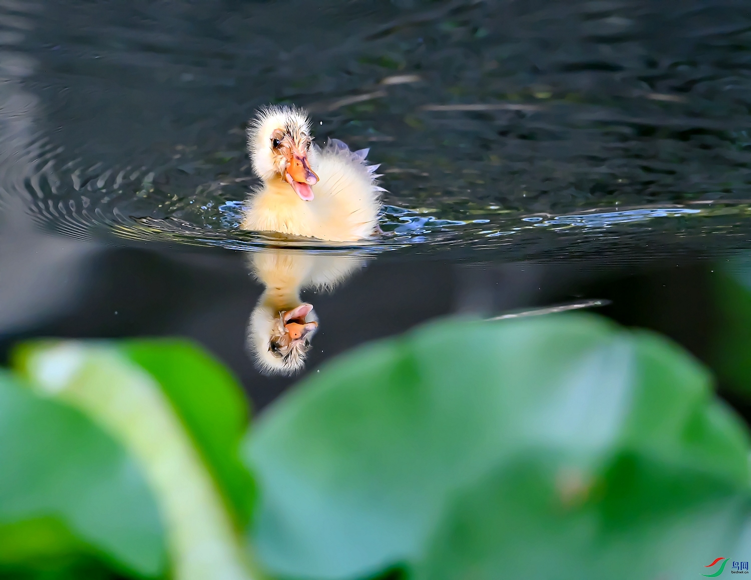 DSC_8711---_conew1.jpg