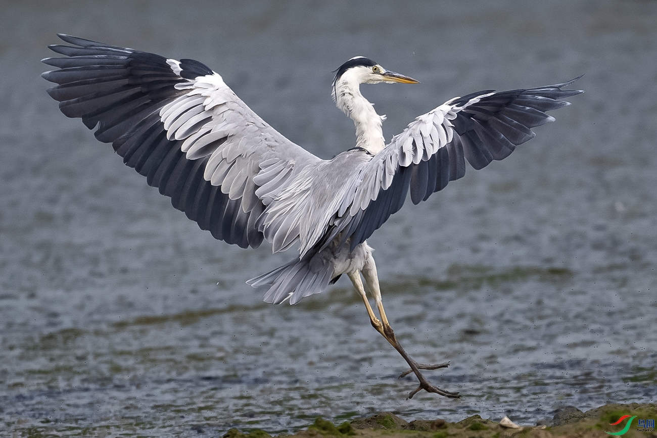 DSC_8151-.jpg