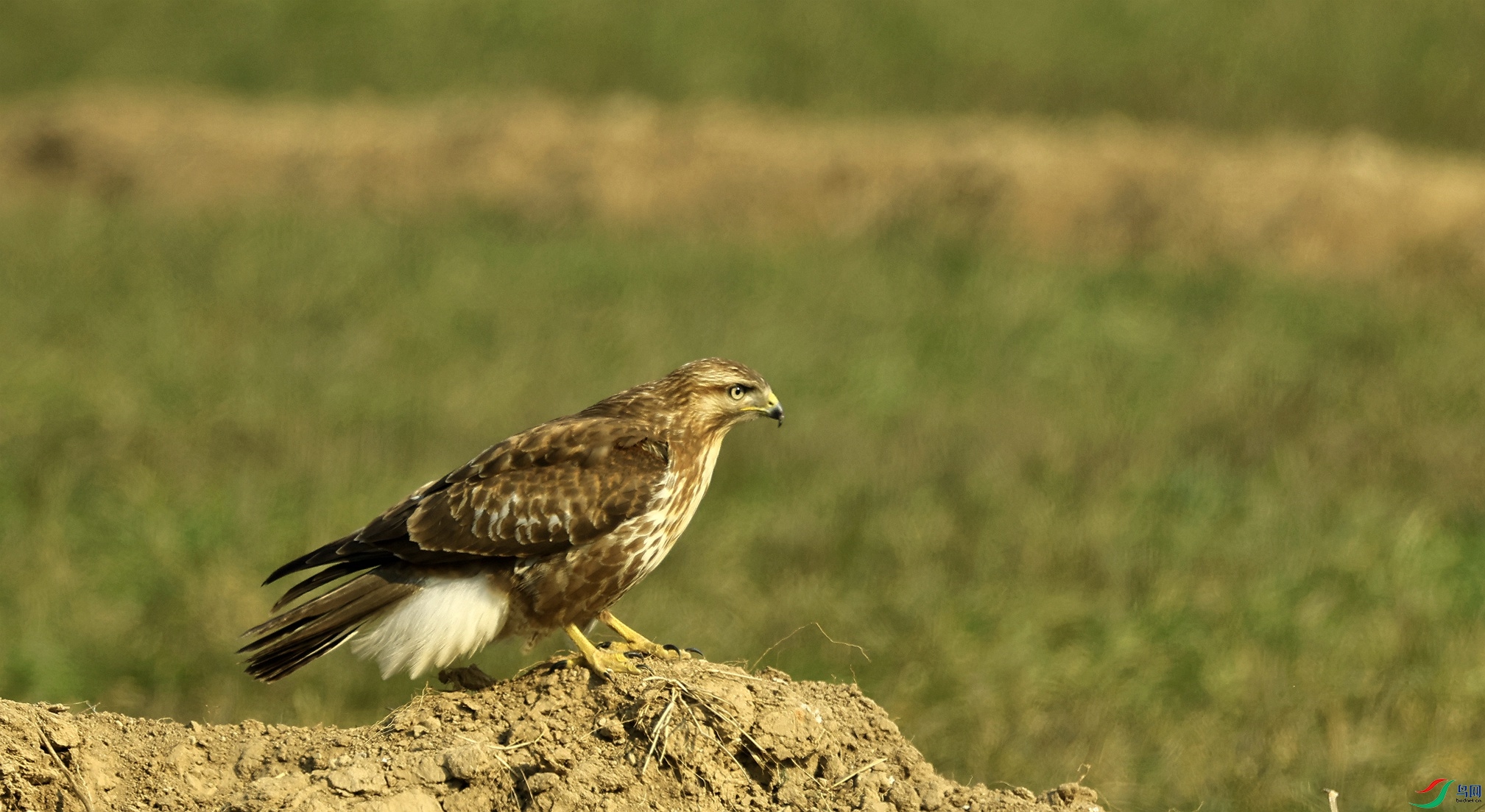 _S9A2137_����.jpg